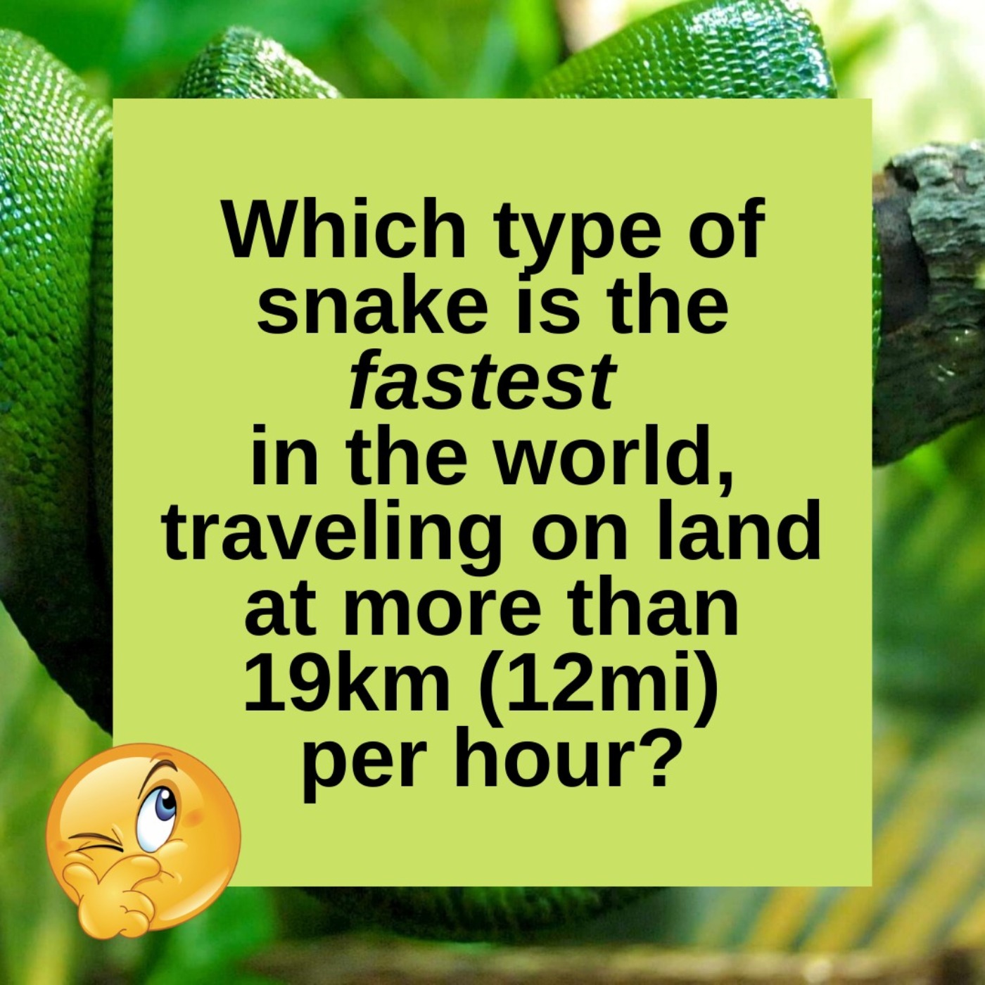 The Fastest Snake in the World