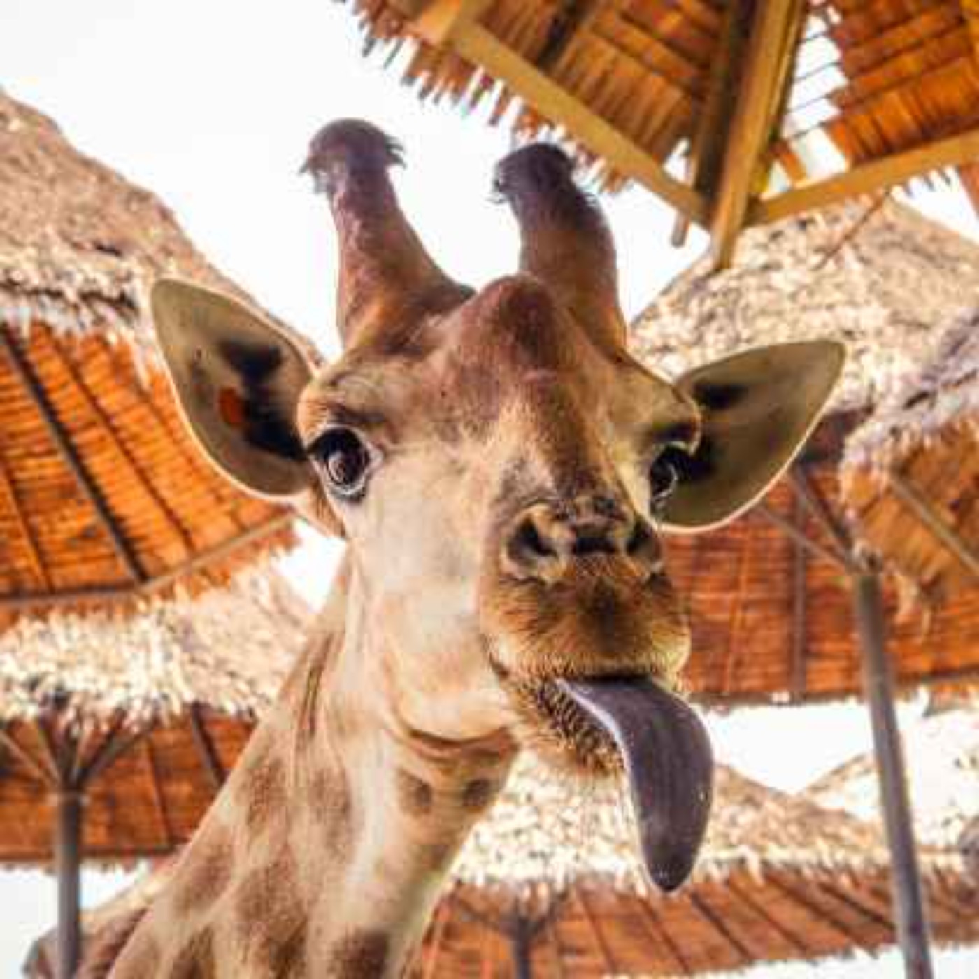 Safari Bros
