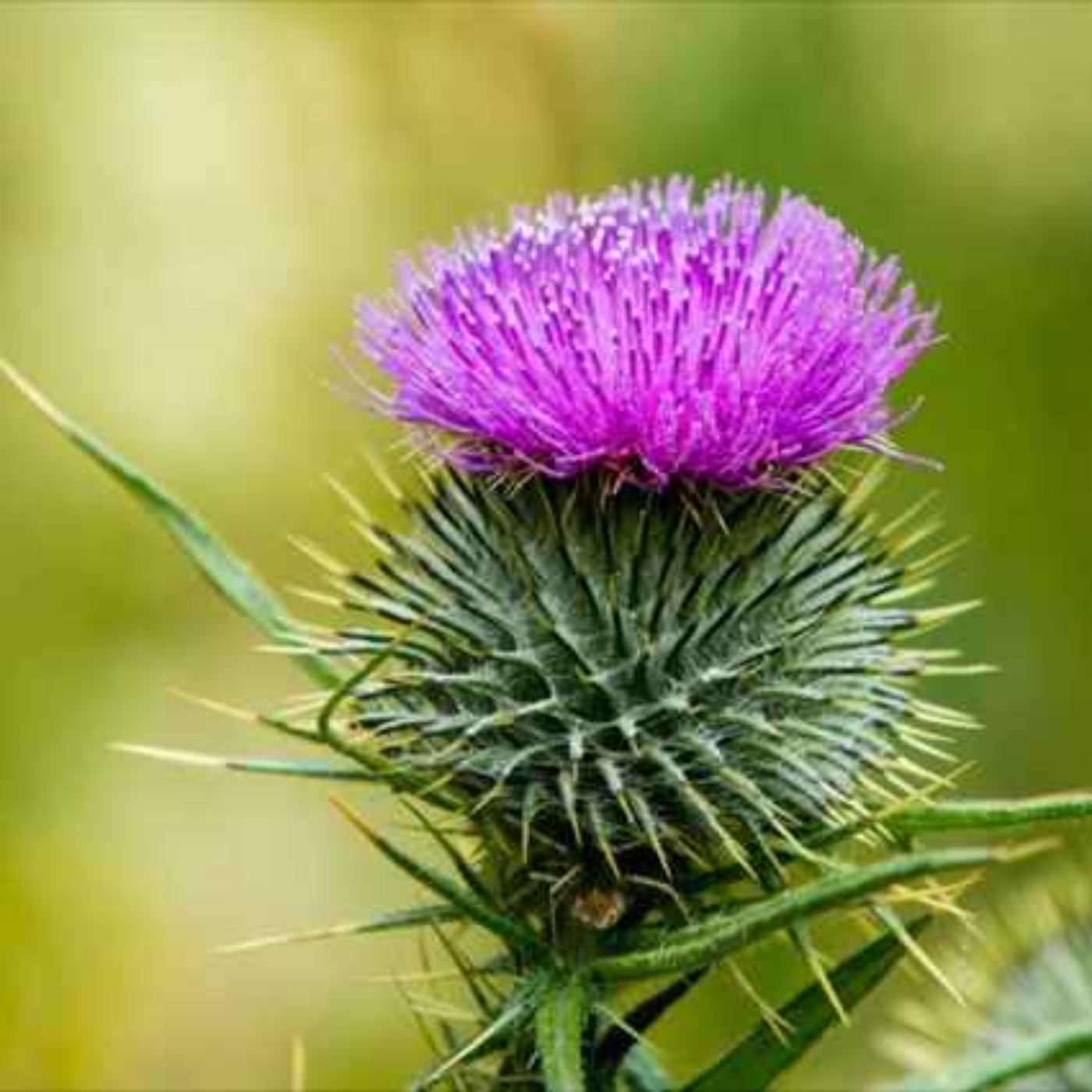 Support The Thistle