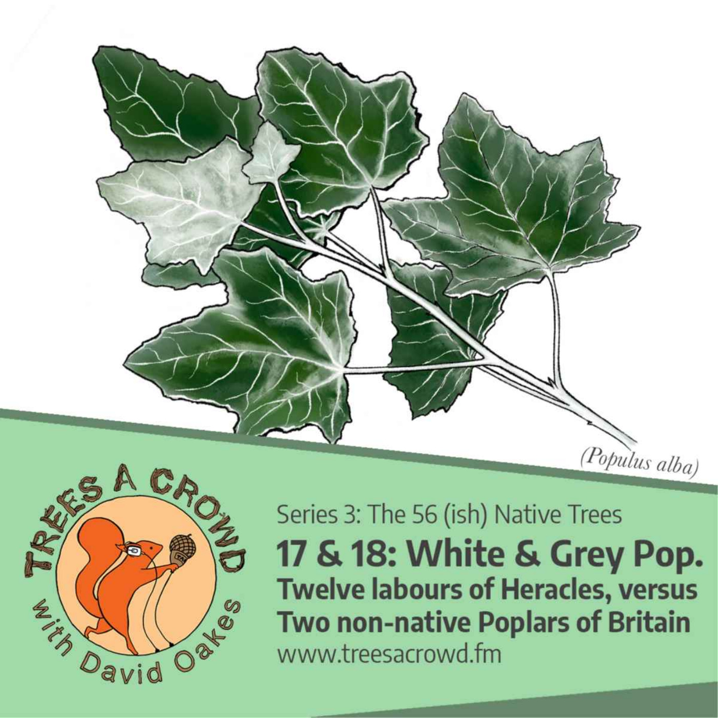 cover art for White & Grey Poplars: Twelve labours of Heracles, vs. Two non-native Poplars