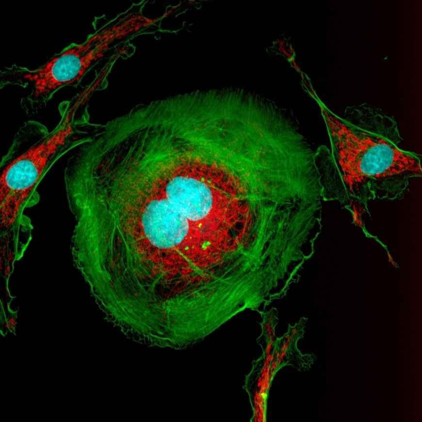 cell-proliferation-in-drug-screening-talking-techniques-on-acast