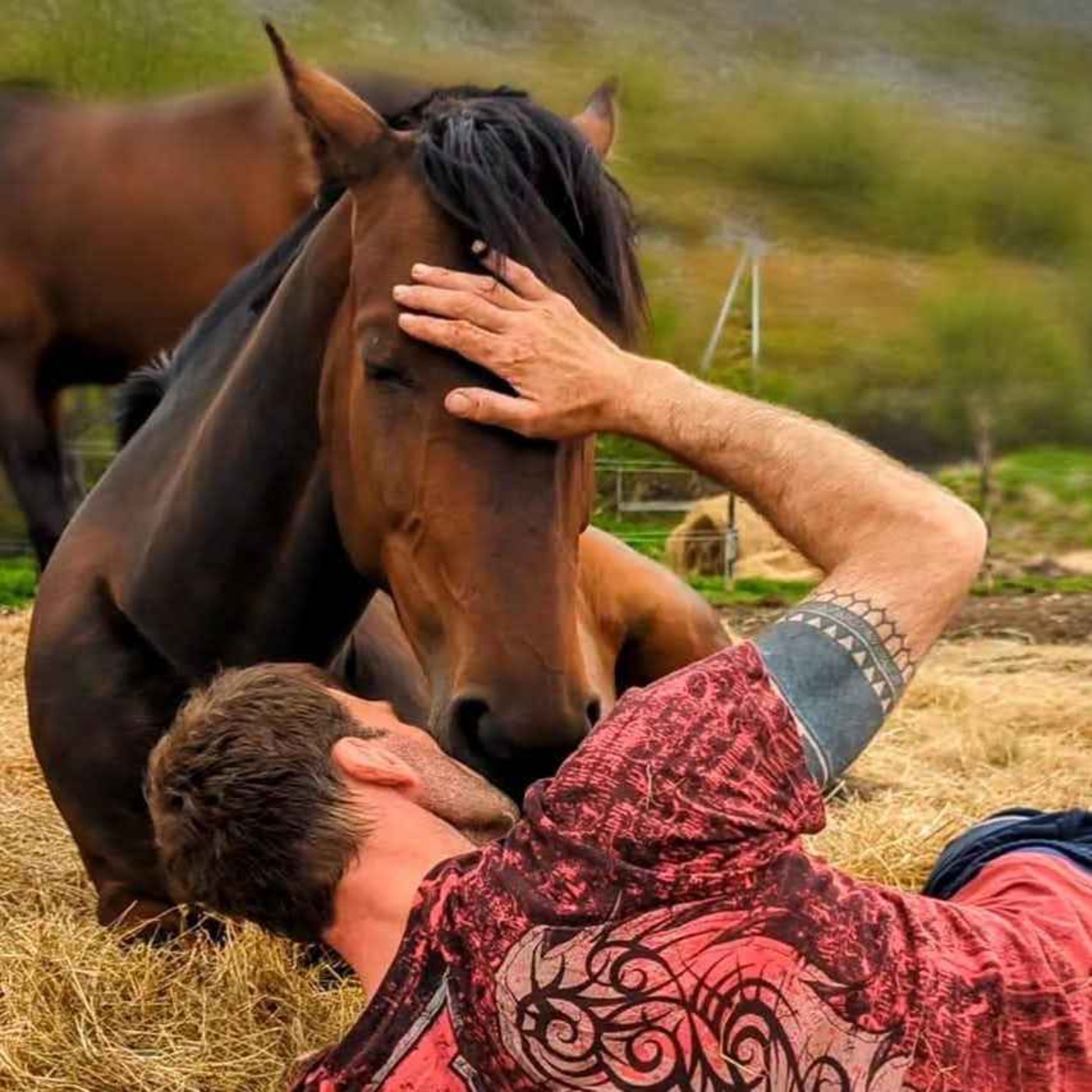 261 - Når forteller hestens blikk at det er over?