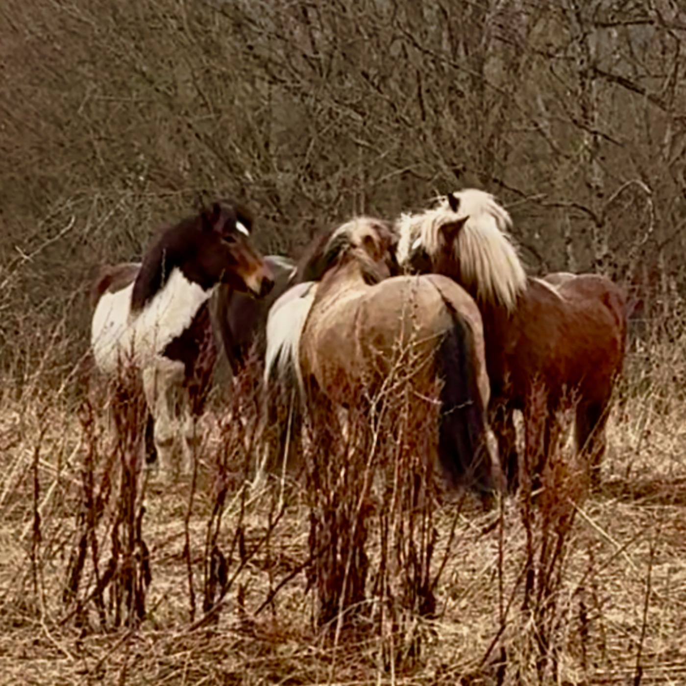 286 - Flokklivets gleder - og utfordringer