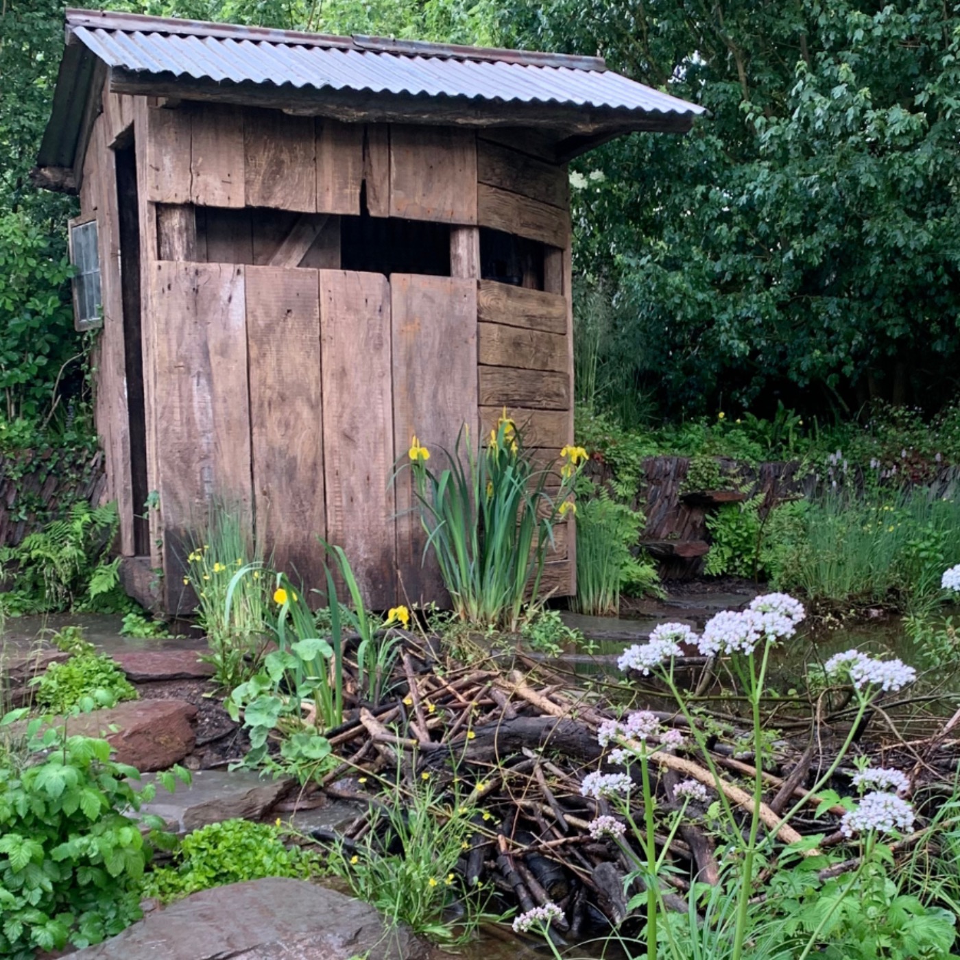 Wilder Britain - from Chelsea to Chevington!