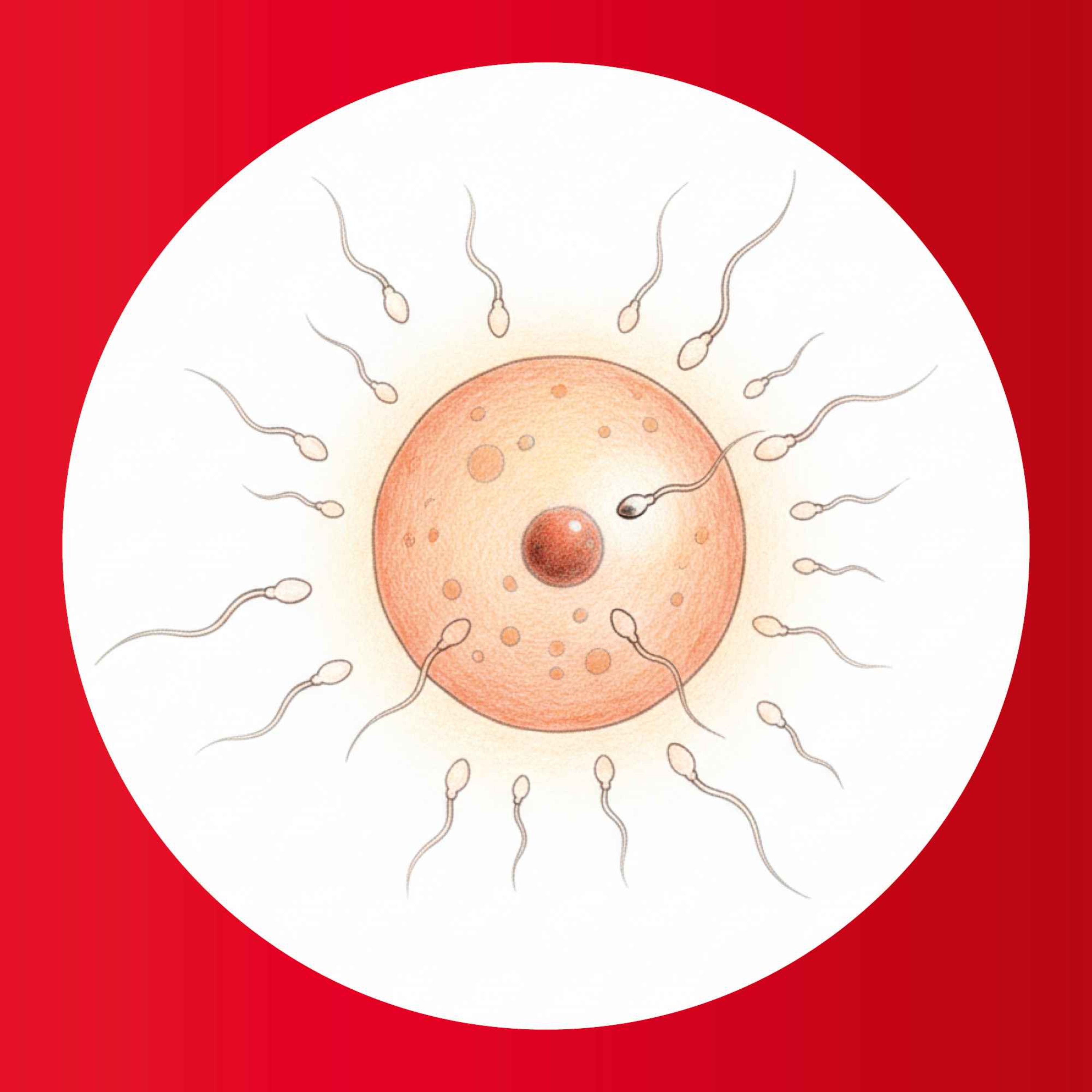 Fruktbarhetsmagasinet: Genetikk og miljø skaper resultater for fruktbarheten
