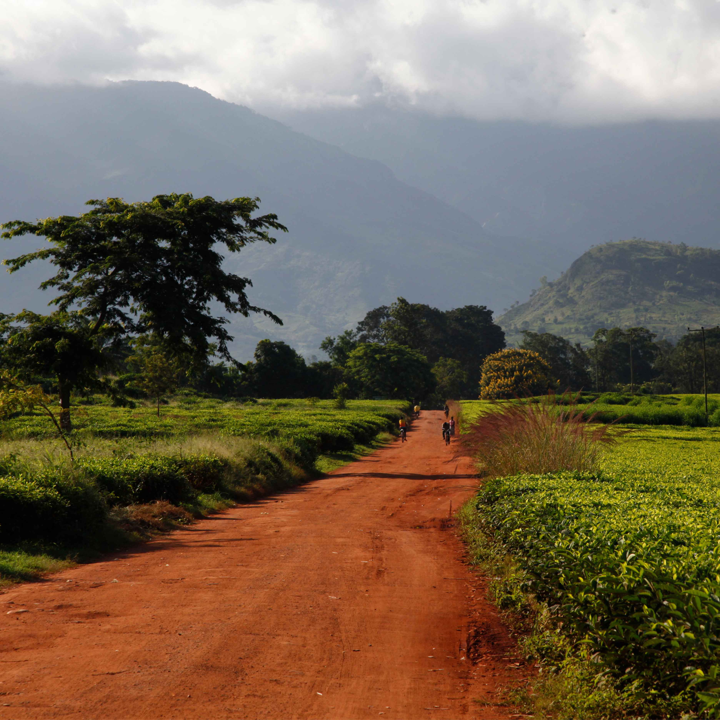 Les thés du Malawi