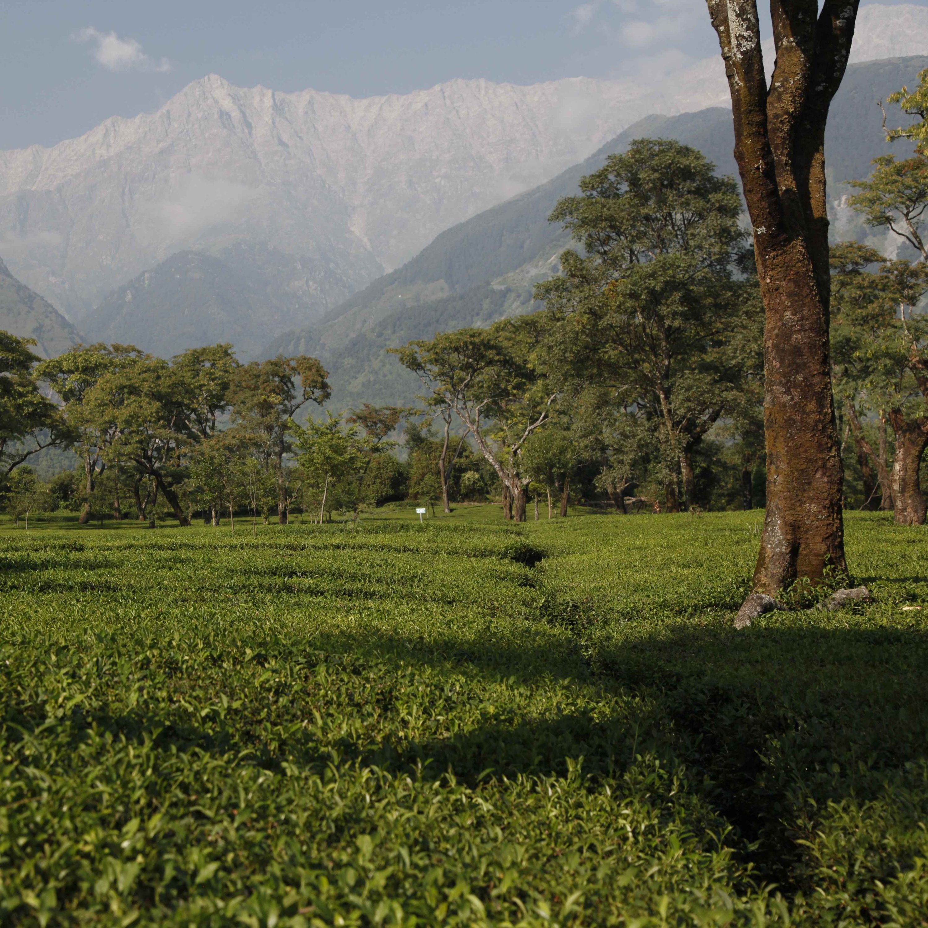 Les thés de la vallée de Kangra