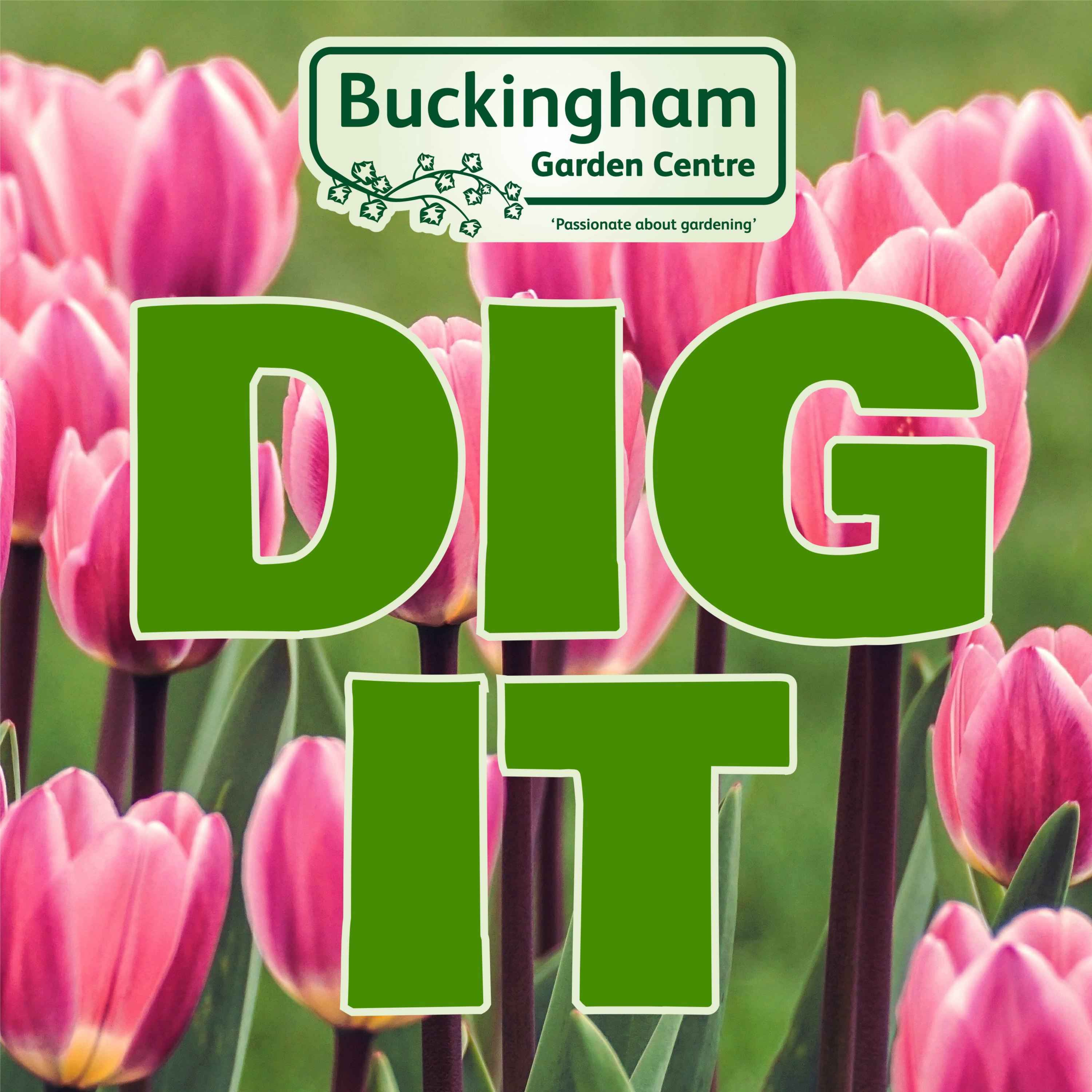 Bulbs for Spring