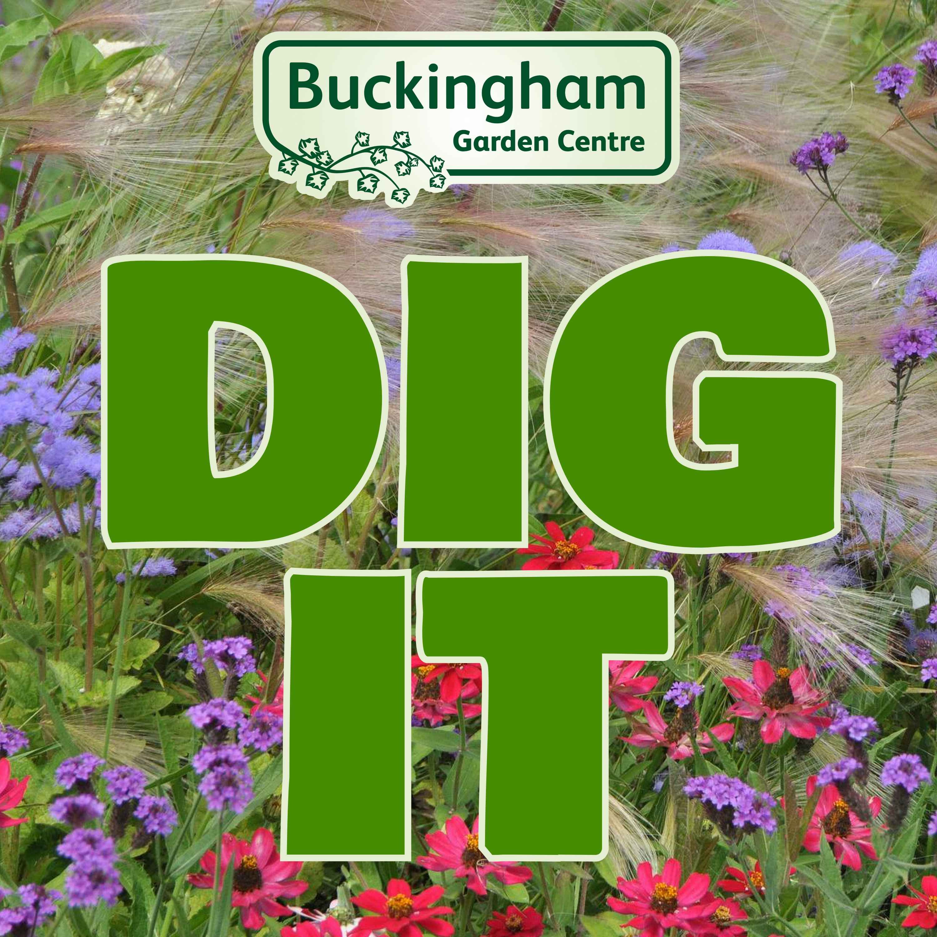 Cottage Garden Perennials with Rosy Hardy