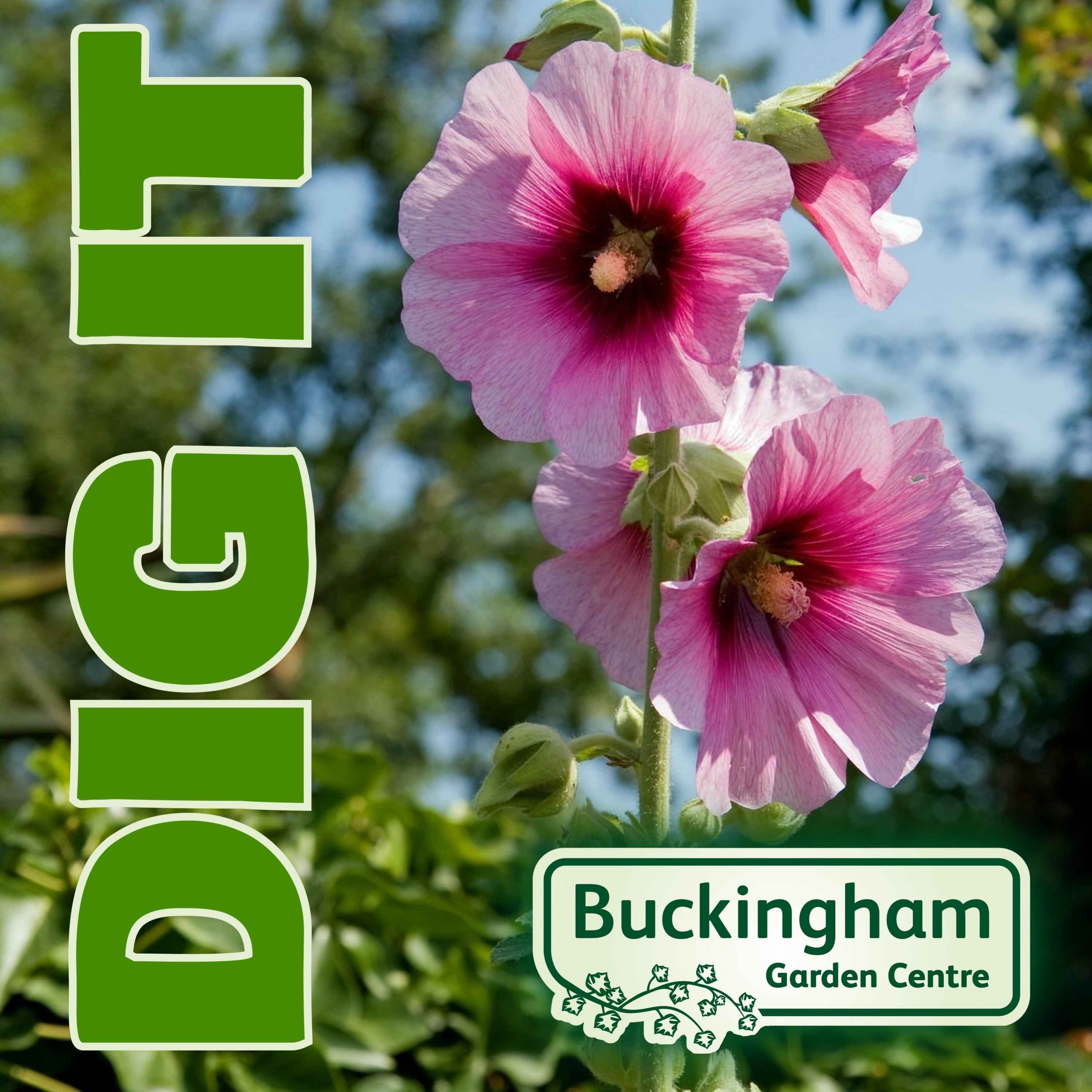Dig It - Discussions on Gardening Topics