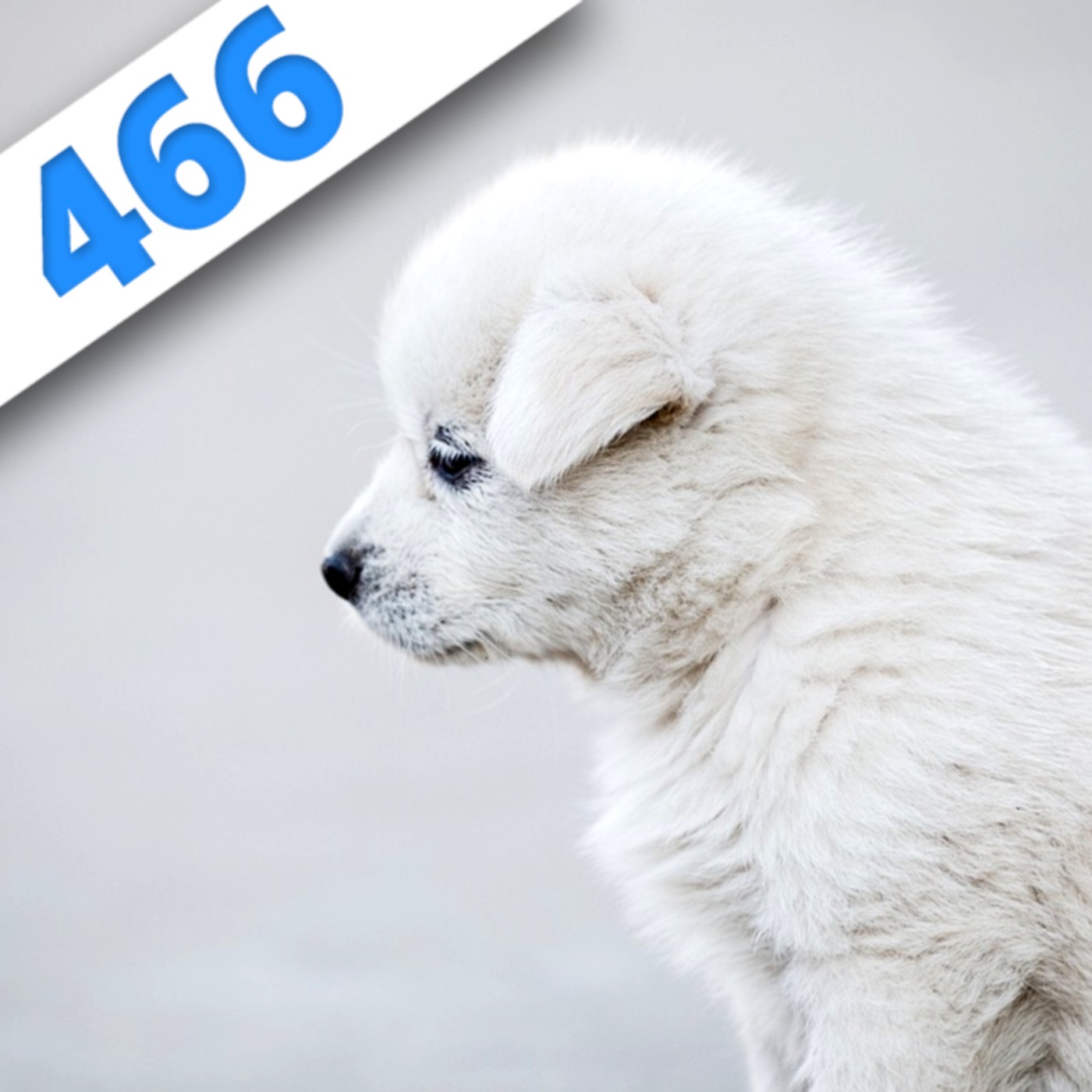 466 - Le comportement animal : de la psychologie au médical