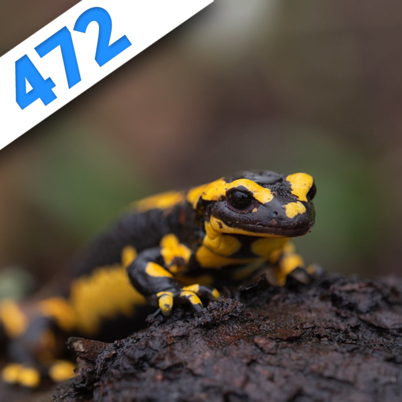 472 - Régénérer ou la quête du Graal