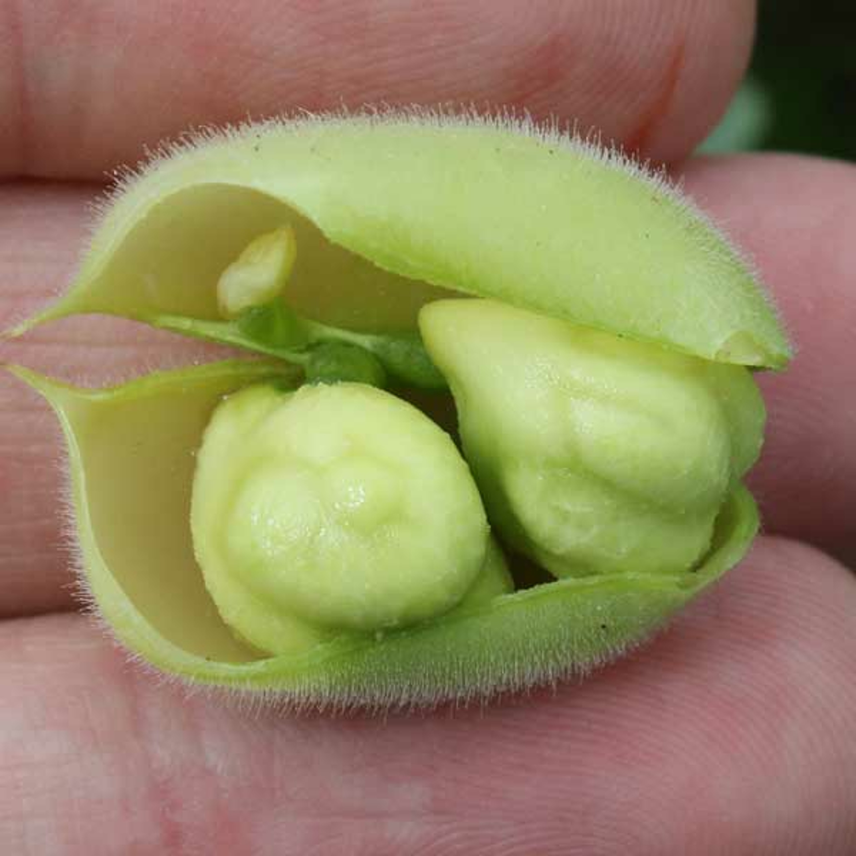 409 - Evadez vous d’une planète simulée à dos de Hulotte en mangeant des pois chiches