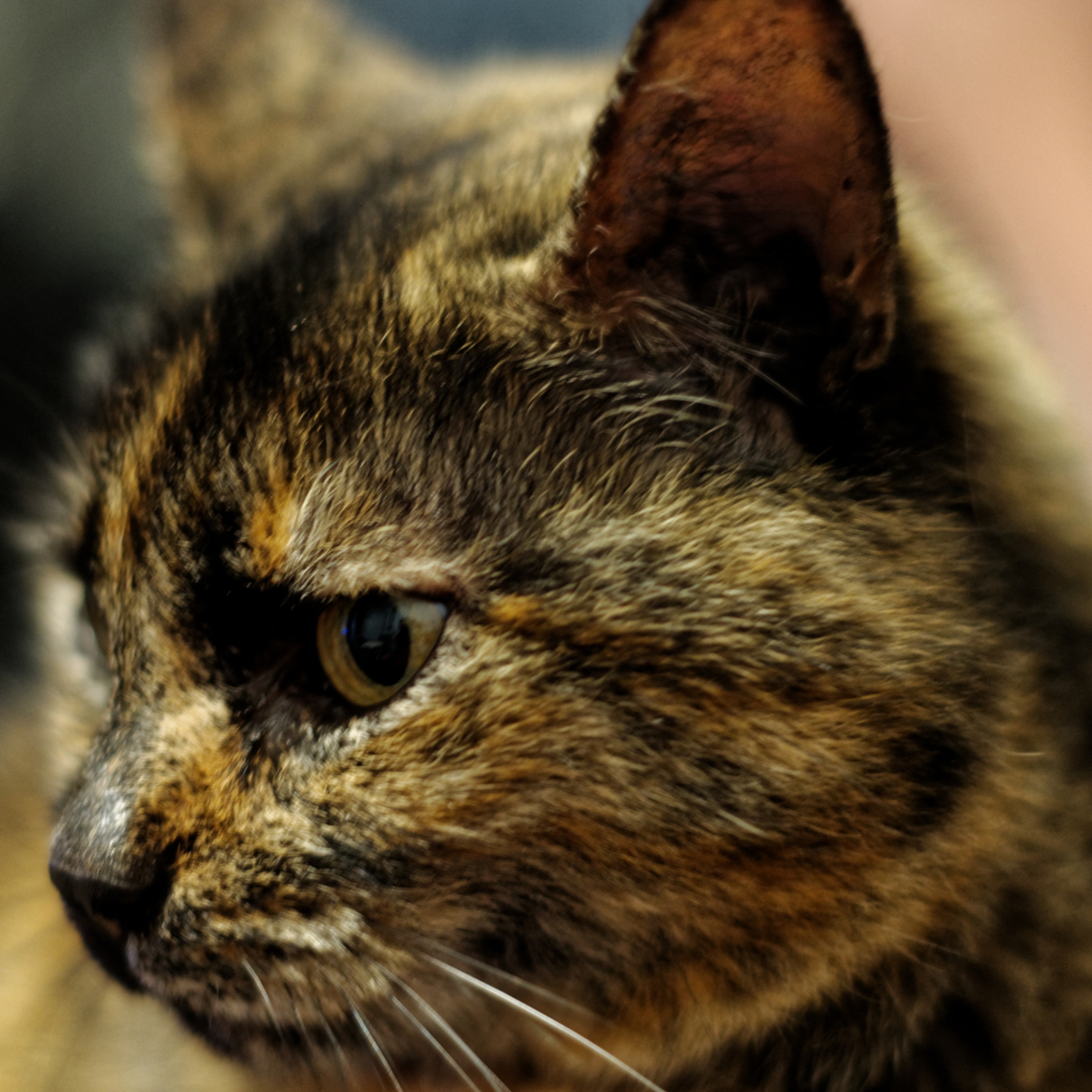 372 - Gras, sexe et poils : quand les gènes ne suffisent plus