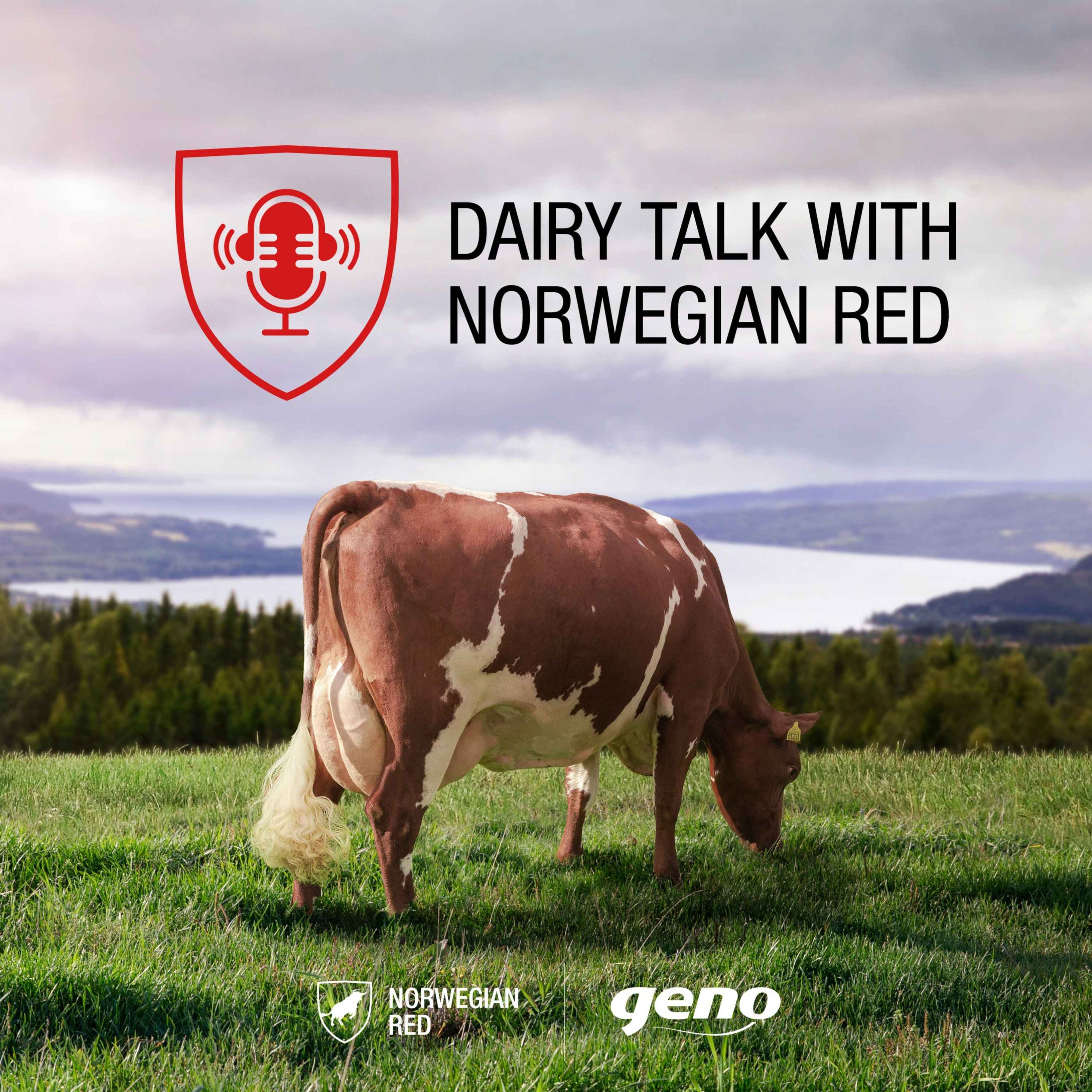 cover art for The growing interest in crossbreeding and Norwegian Red genetics