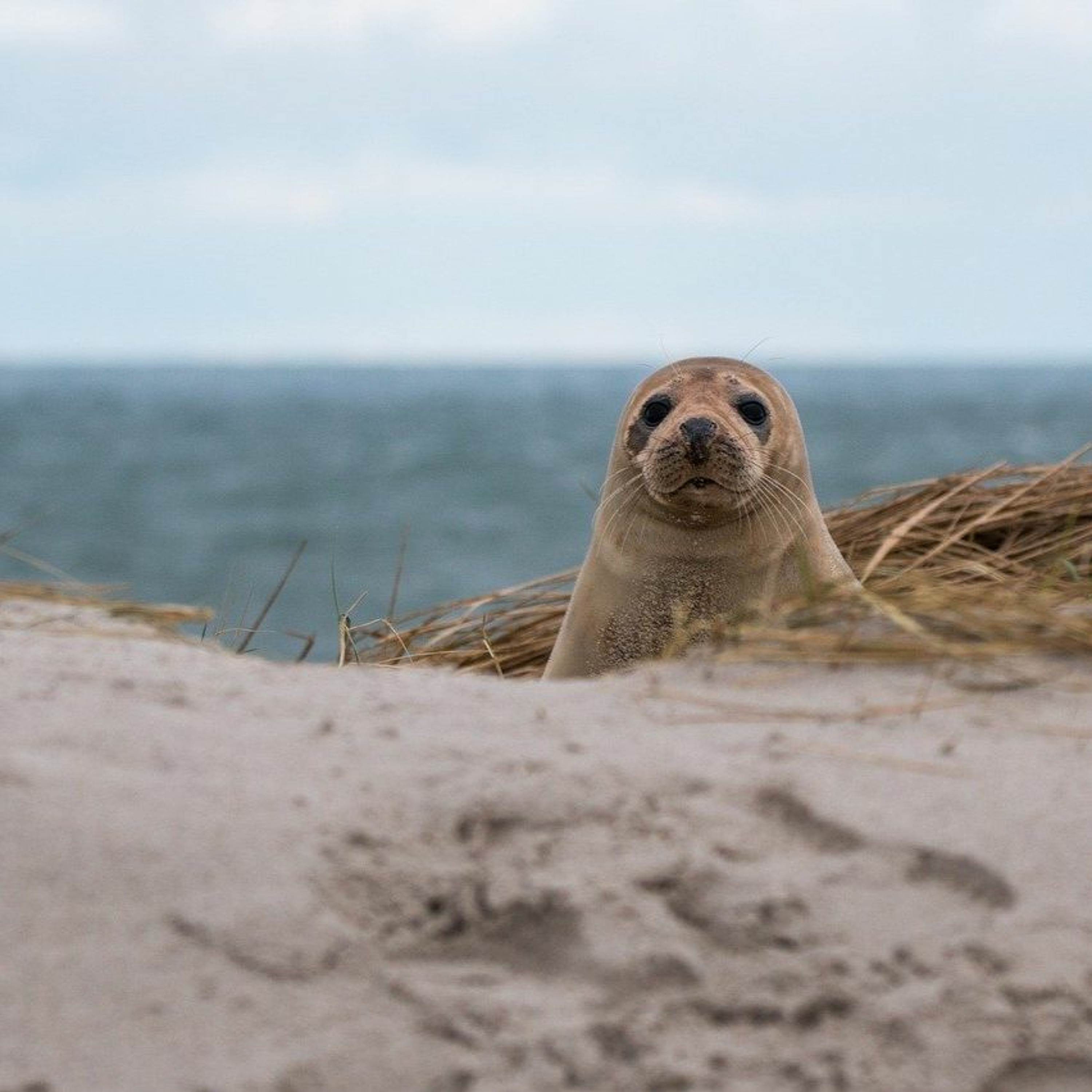 Orkneyology.com ~ Orkney Islands native storyteller Tom Muir\'s \