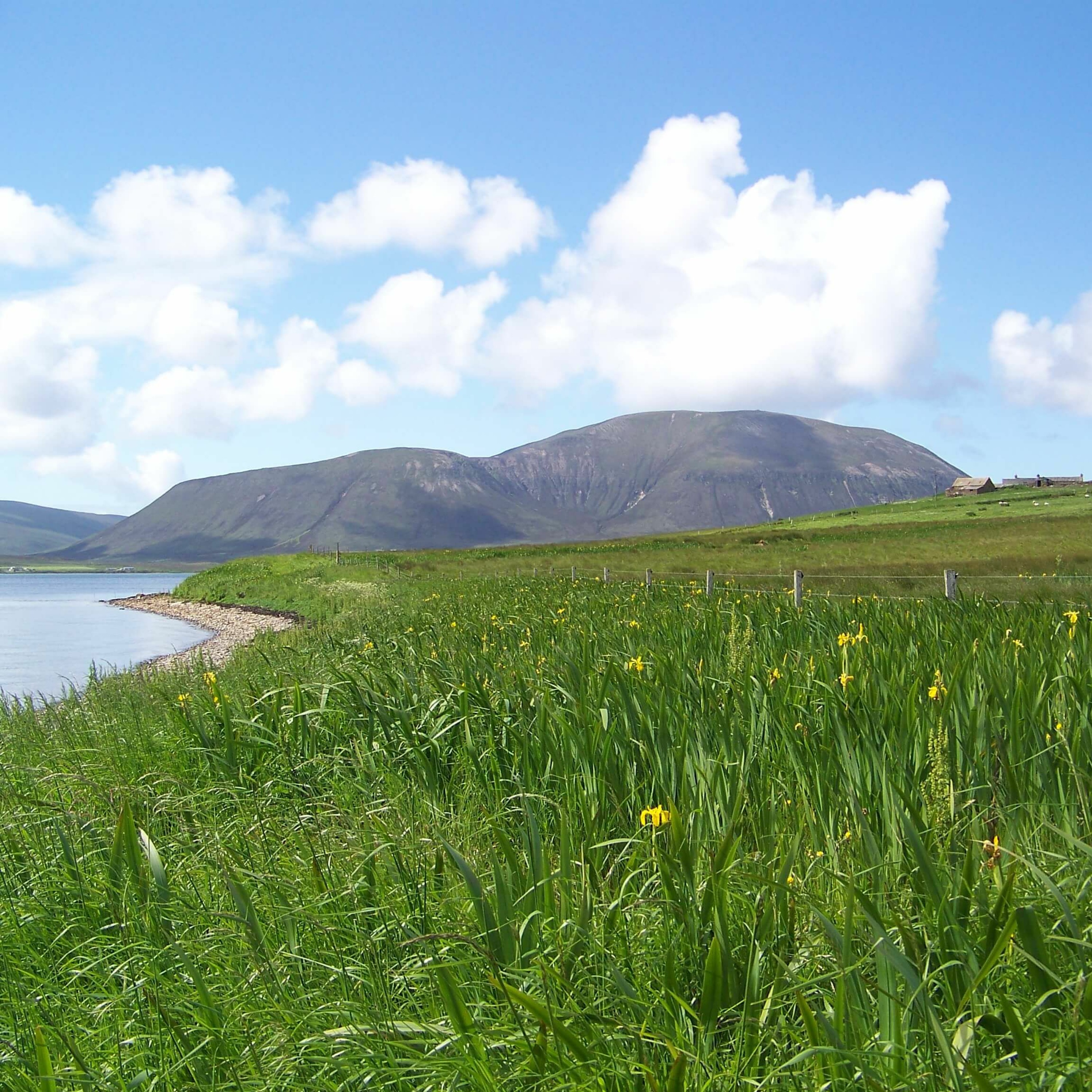 Orkneyology.com ~ Orkney Islands native storyteller Tom Muir\'s \