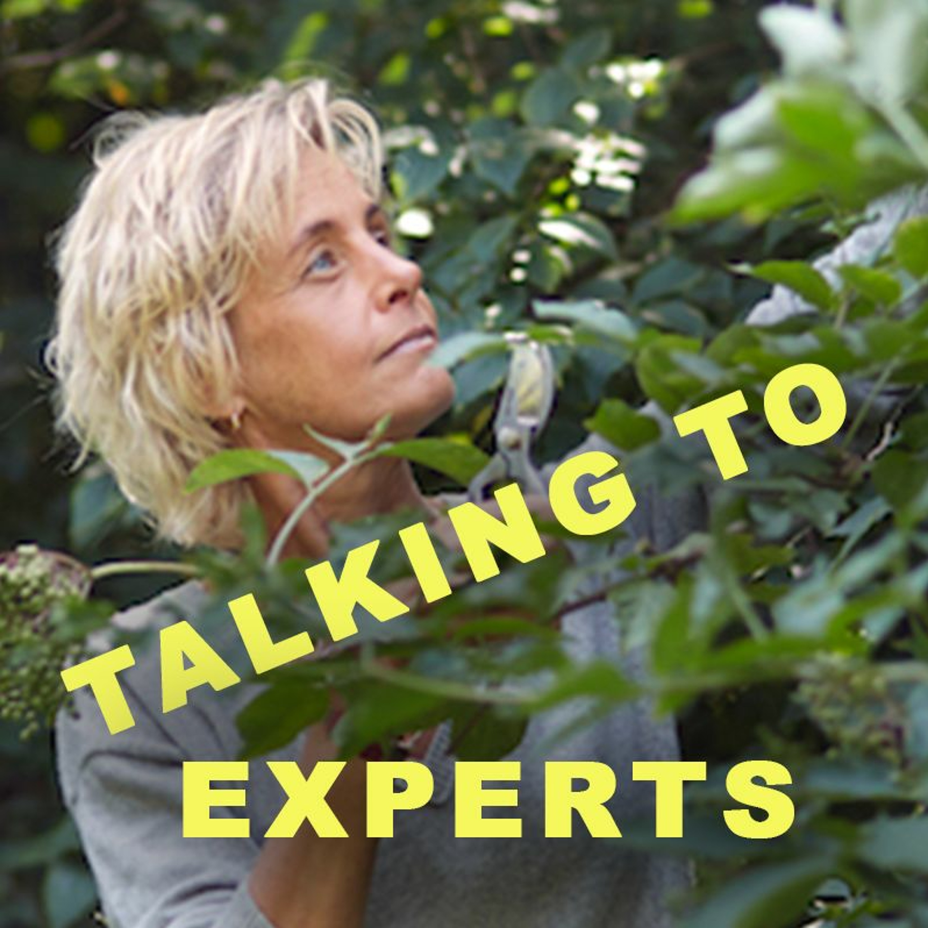 Talking to Experts