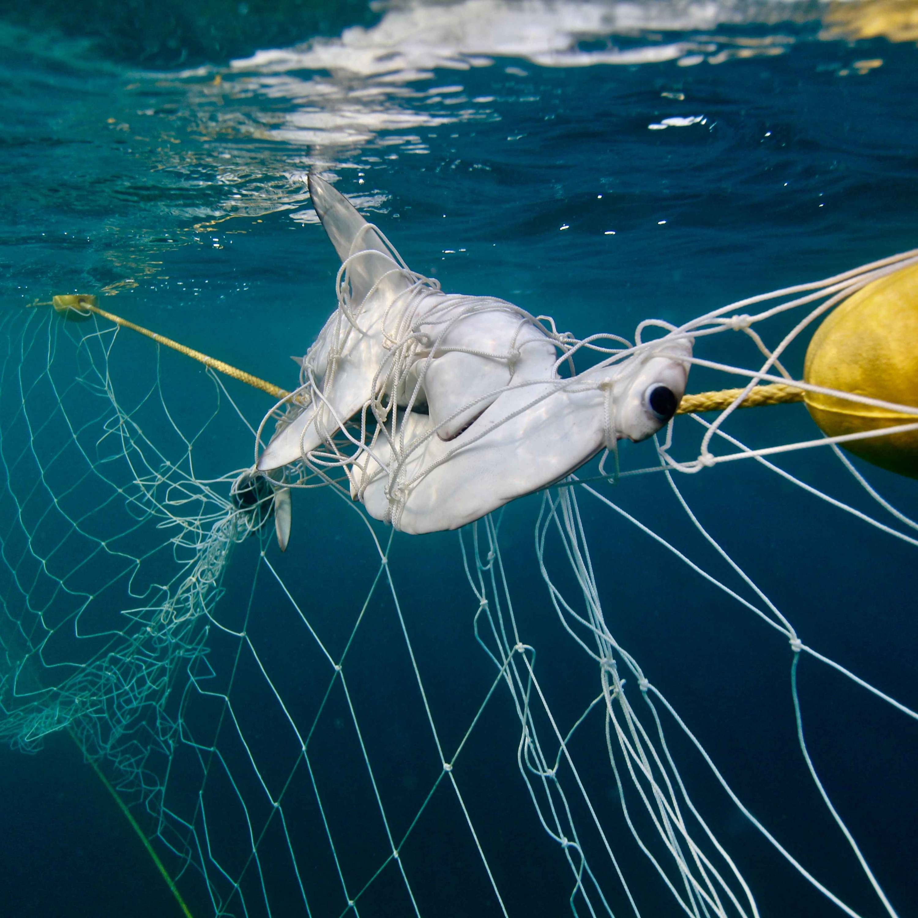 Ocean Protect Podcast