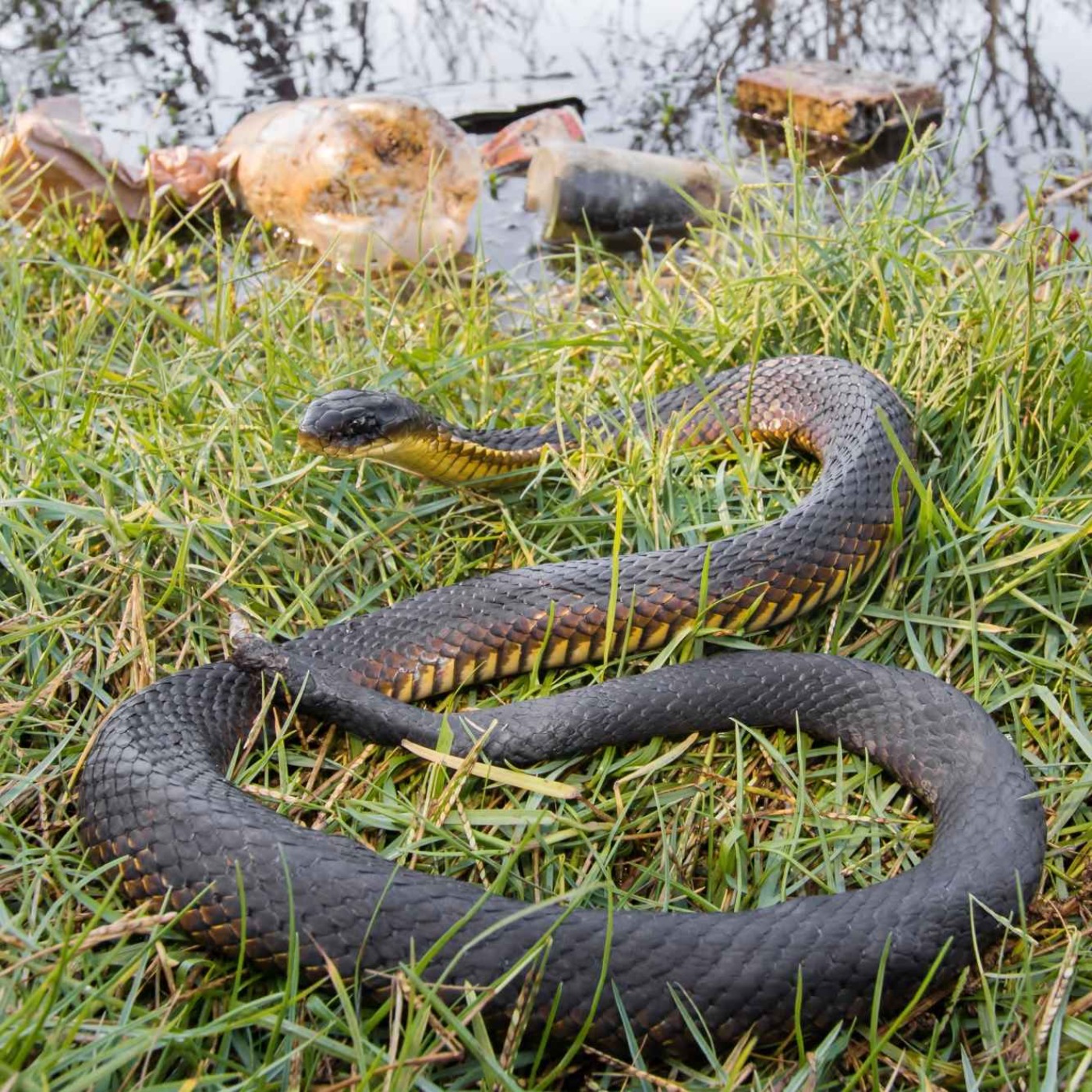 cover art for Forever chemicals & their impact on wetland snakes with Dr Damian Lettoof