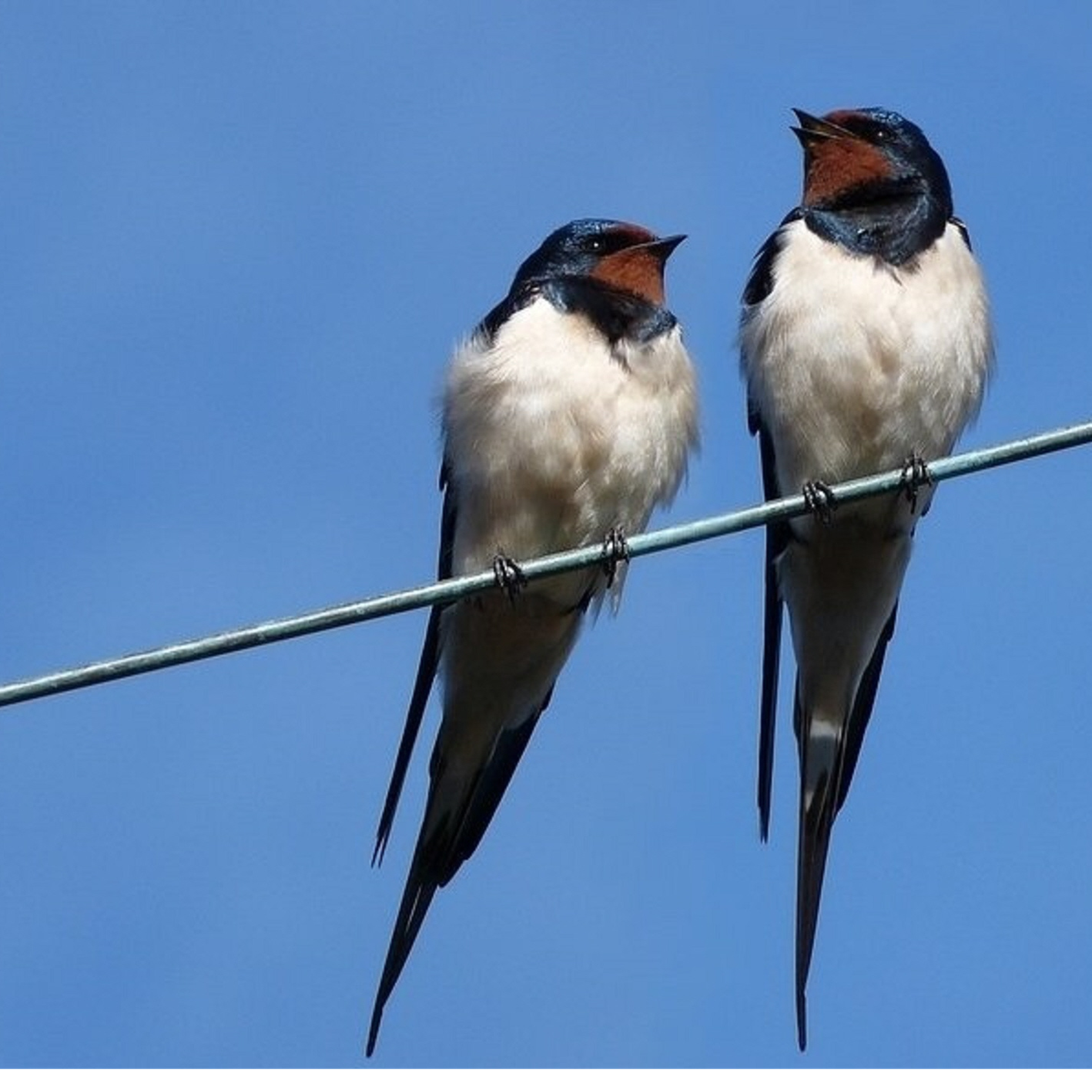 Les sons de l’actu