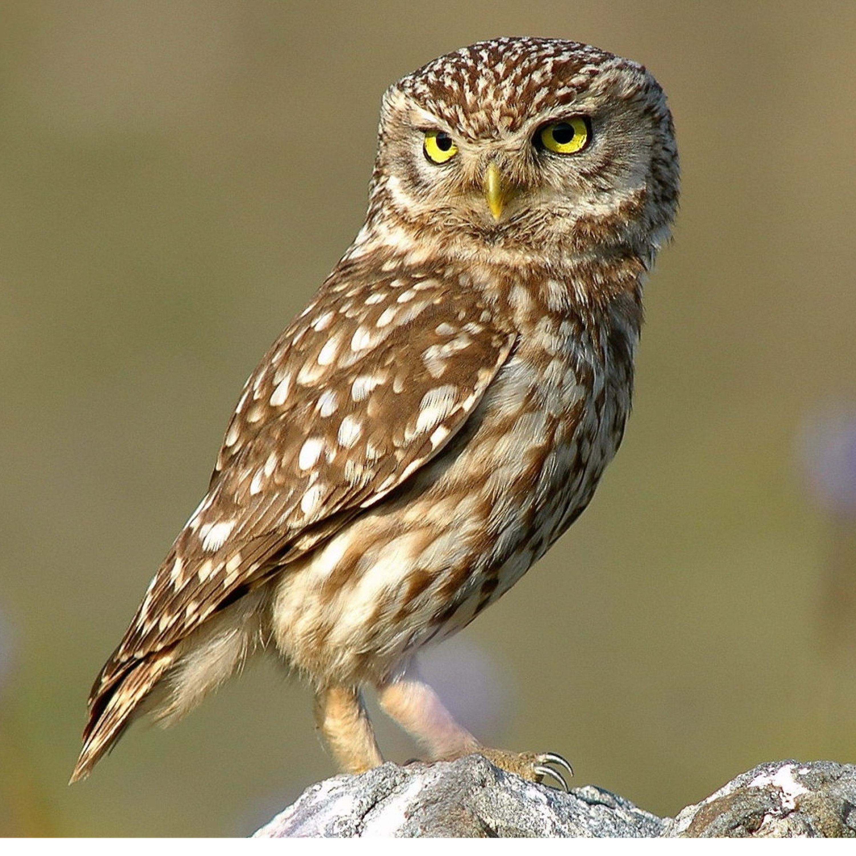 Les sons de l’actu