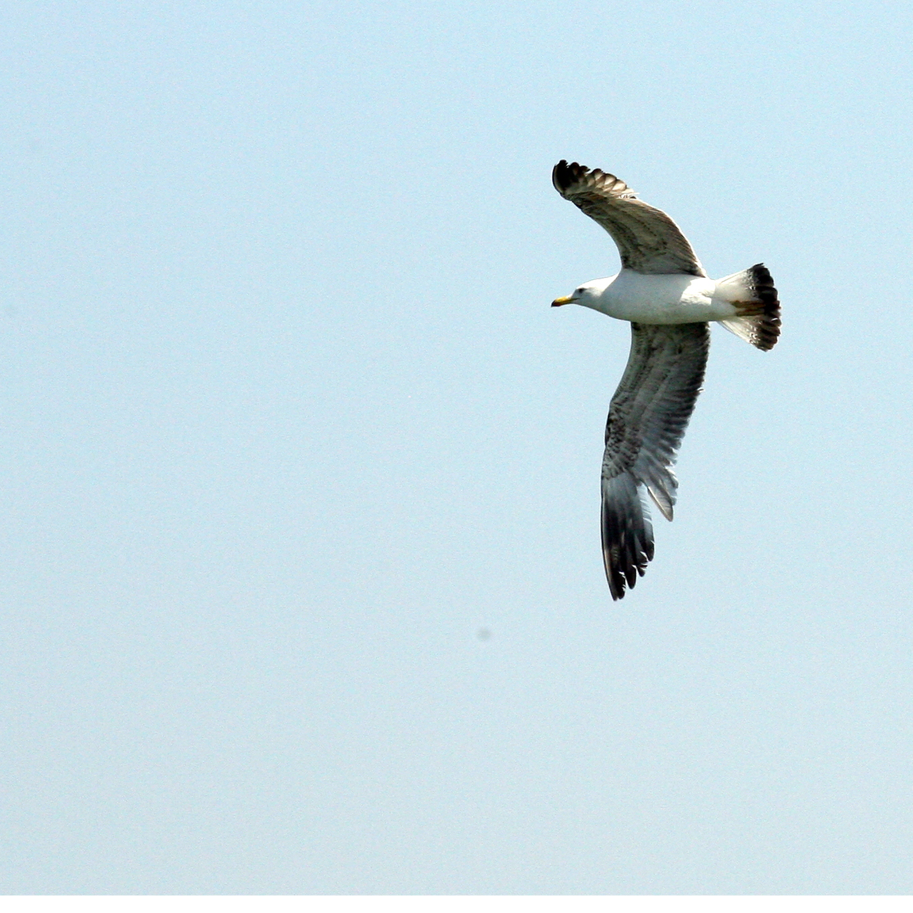 Les sons de l’actu