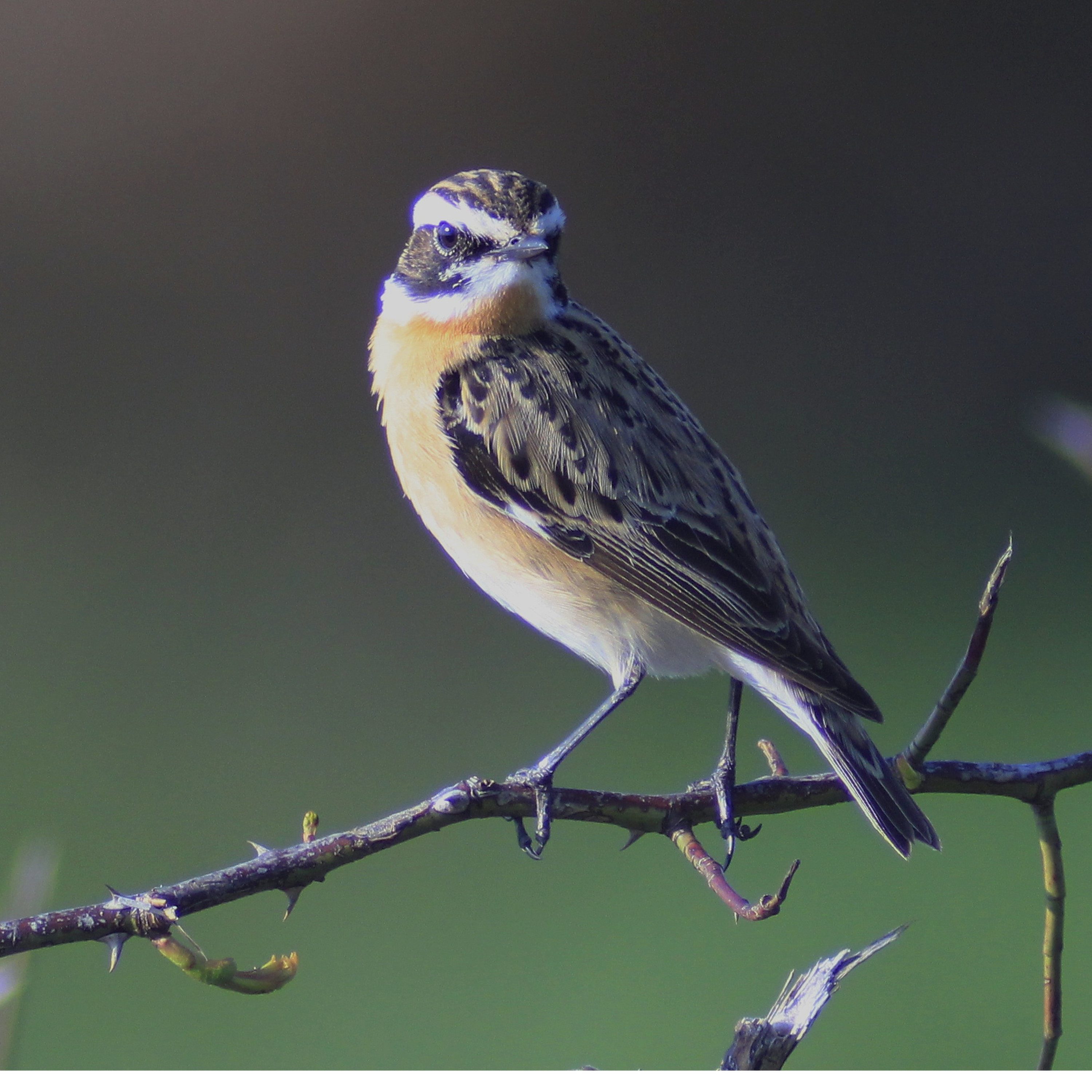 Les sons de l’actu