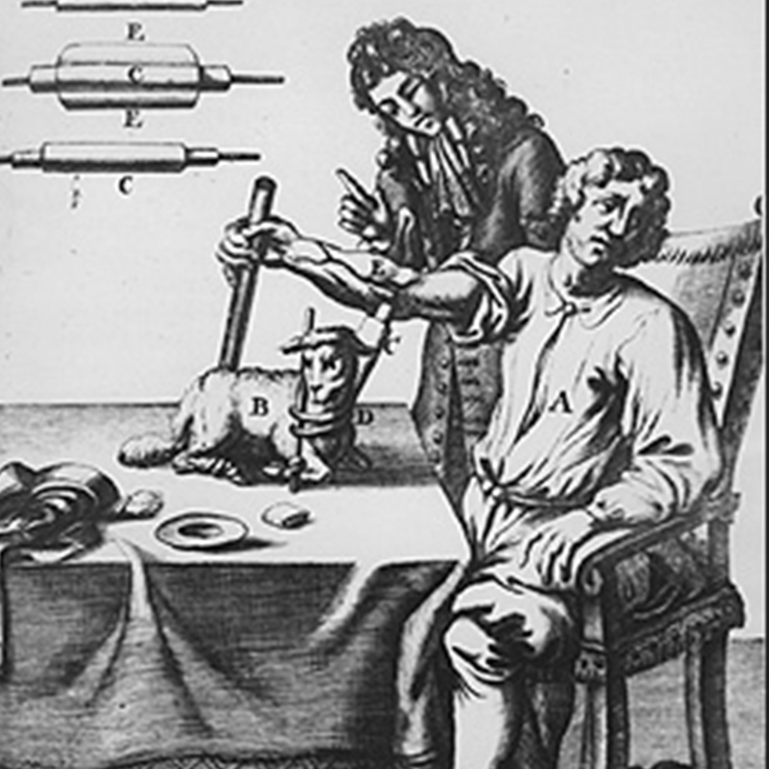 C'est arrivé le 15 juin 1667 : première transfusion sanguine réussie... d'un agneau à un adolescent