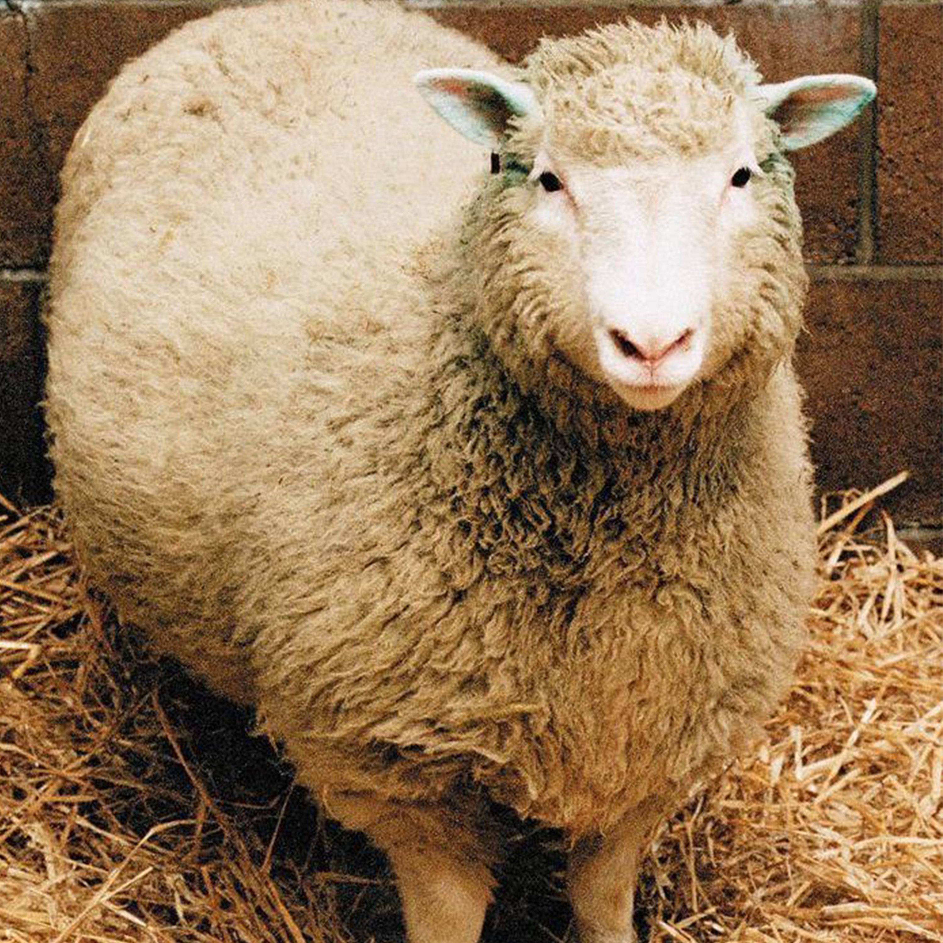 C'est arrivé le 23 février 1997 : présentation de Dolly, la première brebis clonée