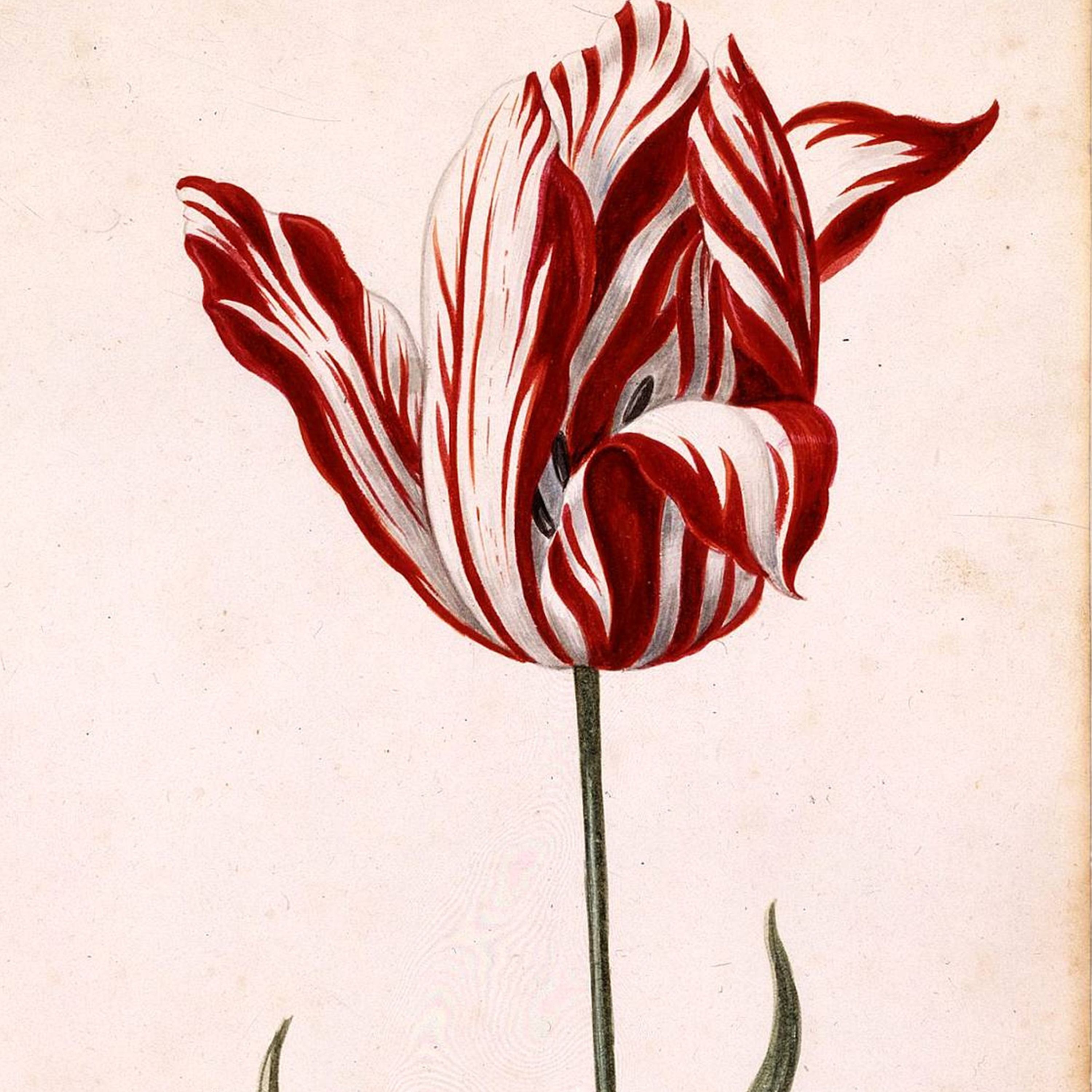 C'est arrivé le 6 février 1637 : la crise des tulipes, premier krach boursier de l'histoire
