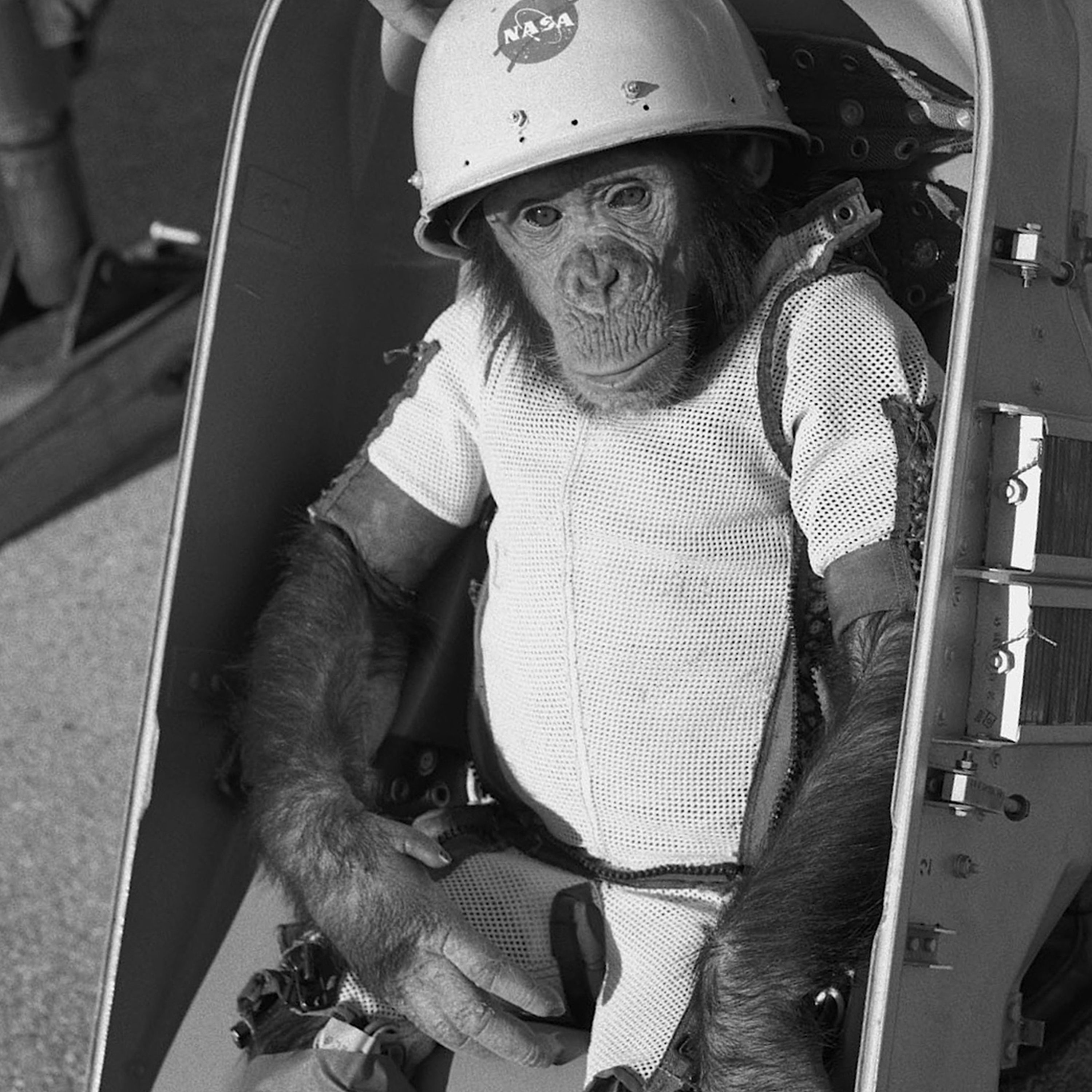 C'est arrivé le 31 janvier 1961 : le chimpanzé Ham devient le premier hominidé à voyager dans l'espace