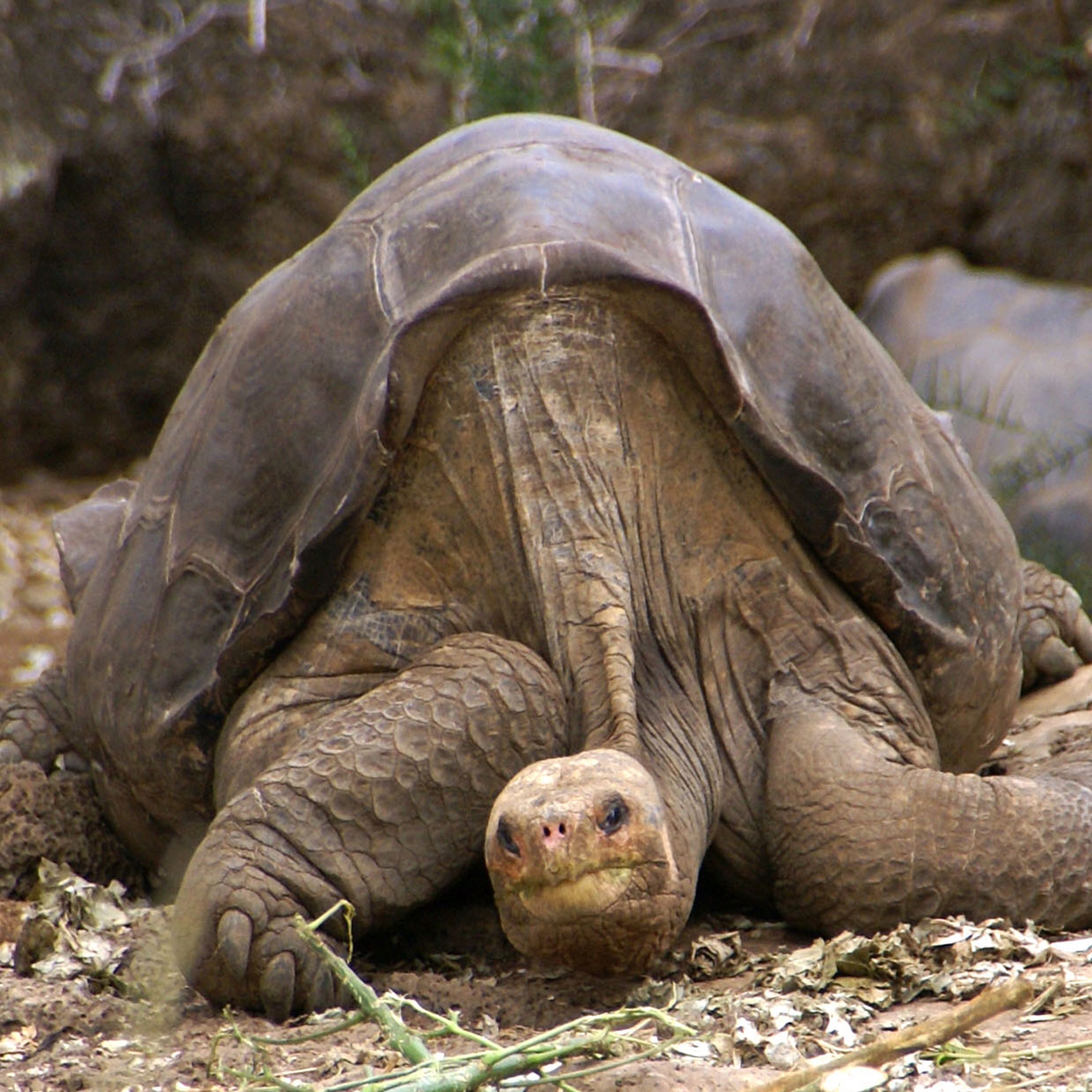 C'est arrivé le 1er décembre 1971 : découverte de la tortue Georges le solitaire