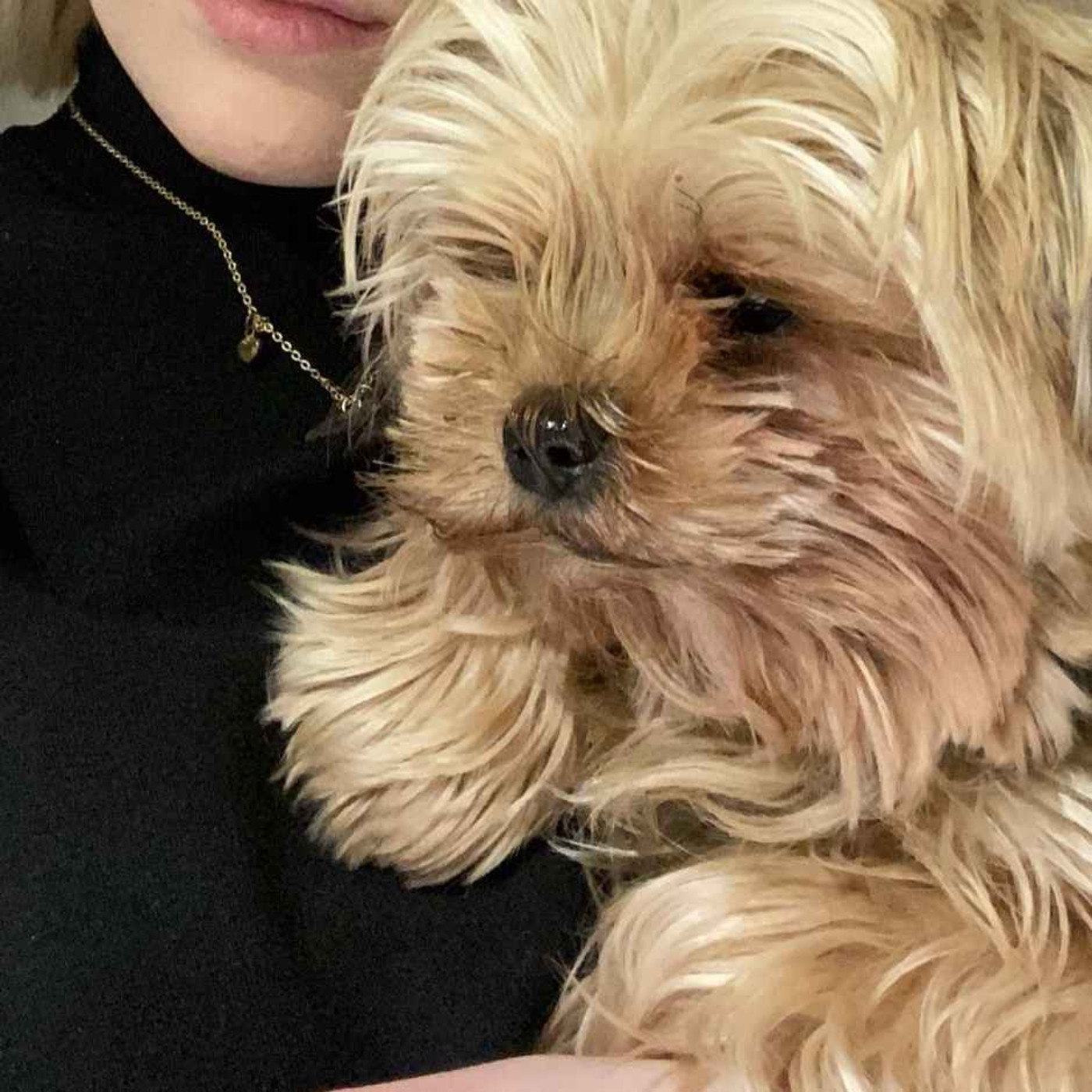 Enjoy tué par un autre chien à Ahuy : Morgane, sa maîtresse, raconte la scène