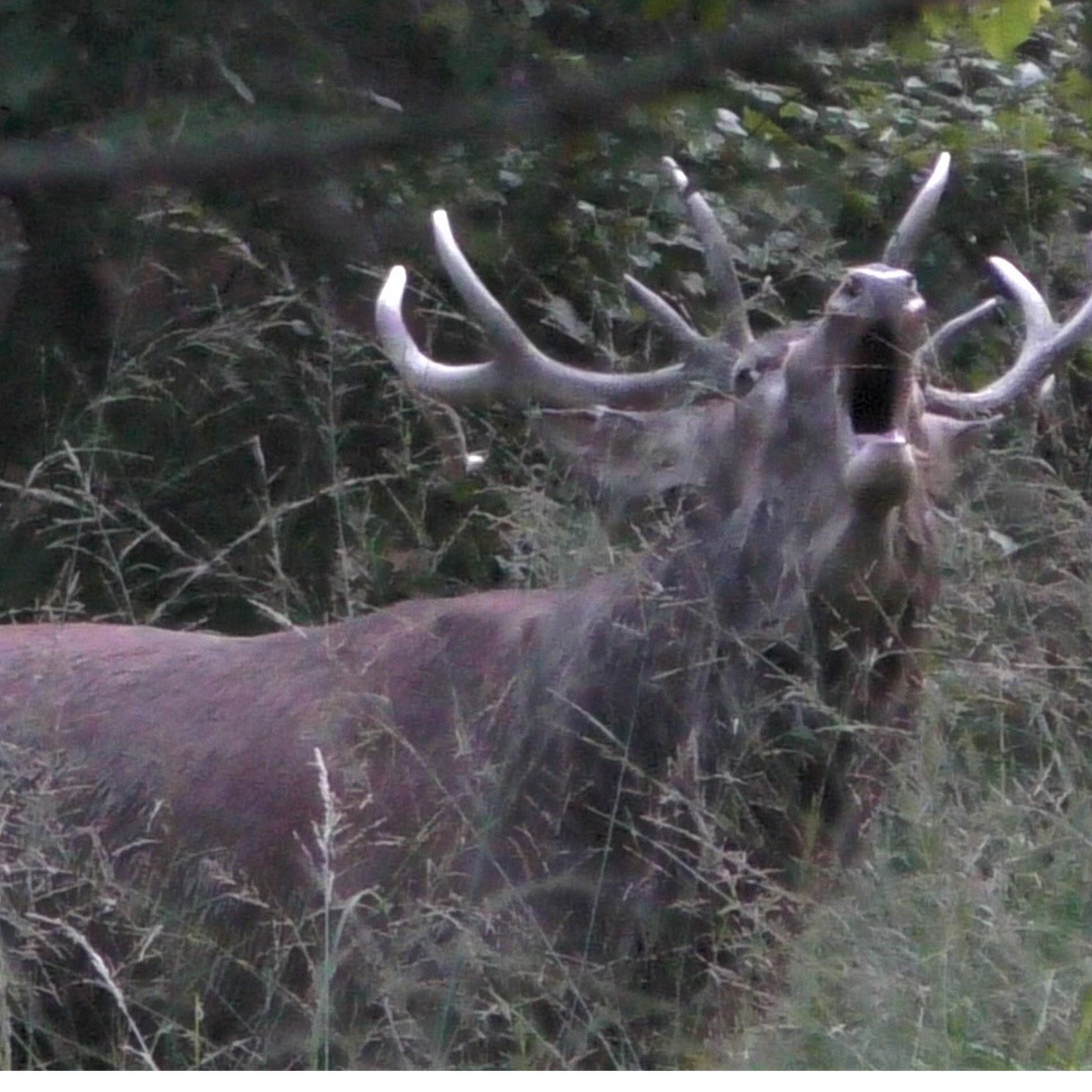 Le brame d'un cerf en forêt de Chaux