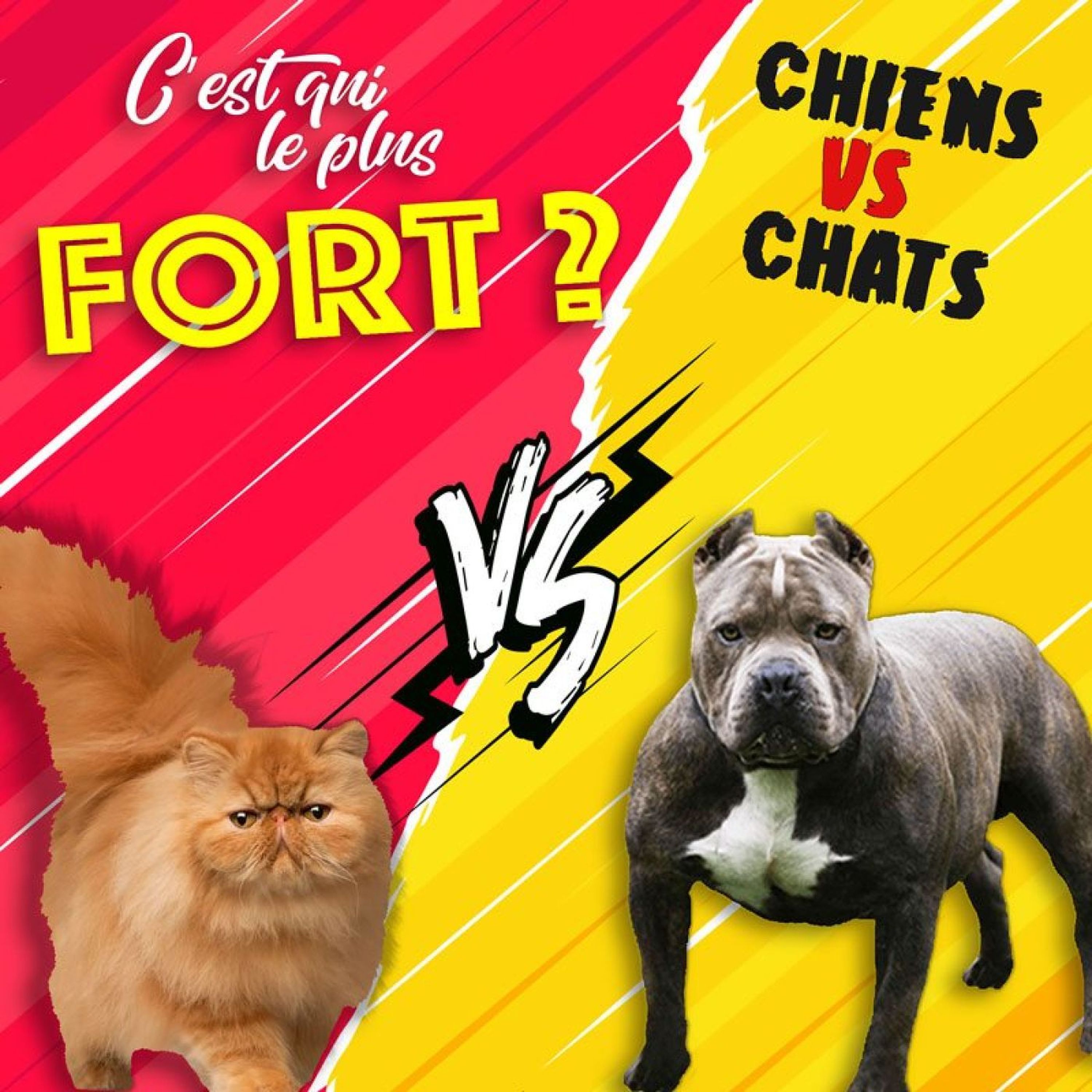 cover art for Les chiens contre les chats, le combat final d'une rivalité millénaire !