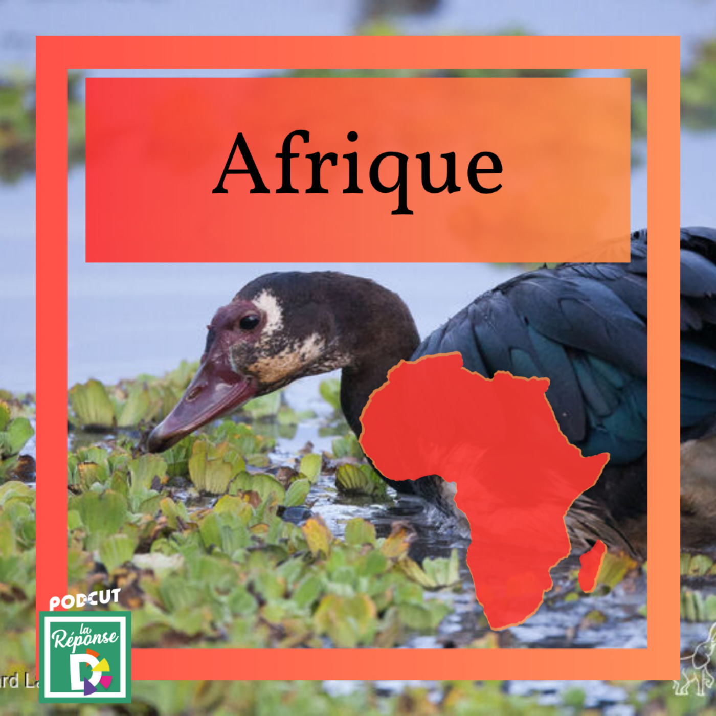 Afrique - Pourquoi le Plectroptère de Gambie est  appelé l’Oie armée de Gambie ?