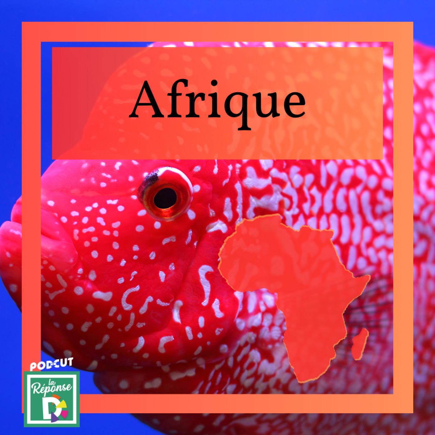 Afrique - Connaissez vous les cichlidés du lac Malawi ?