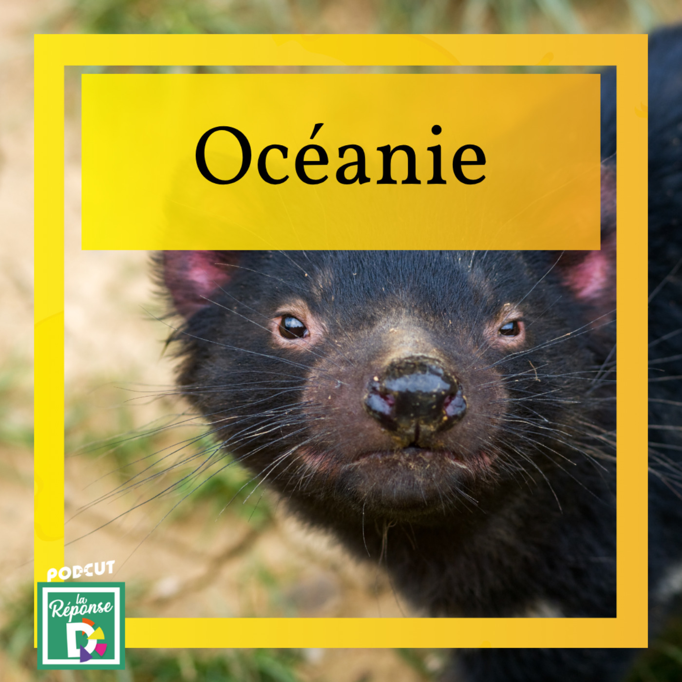 Océanie - Quel animal au cri terrifiant, disparu du continent australien, ne survit plus que sur une île ?