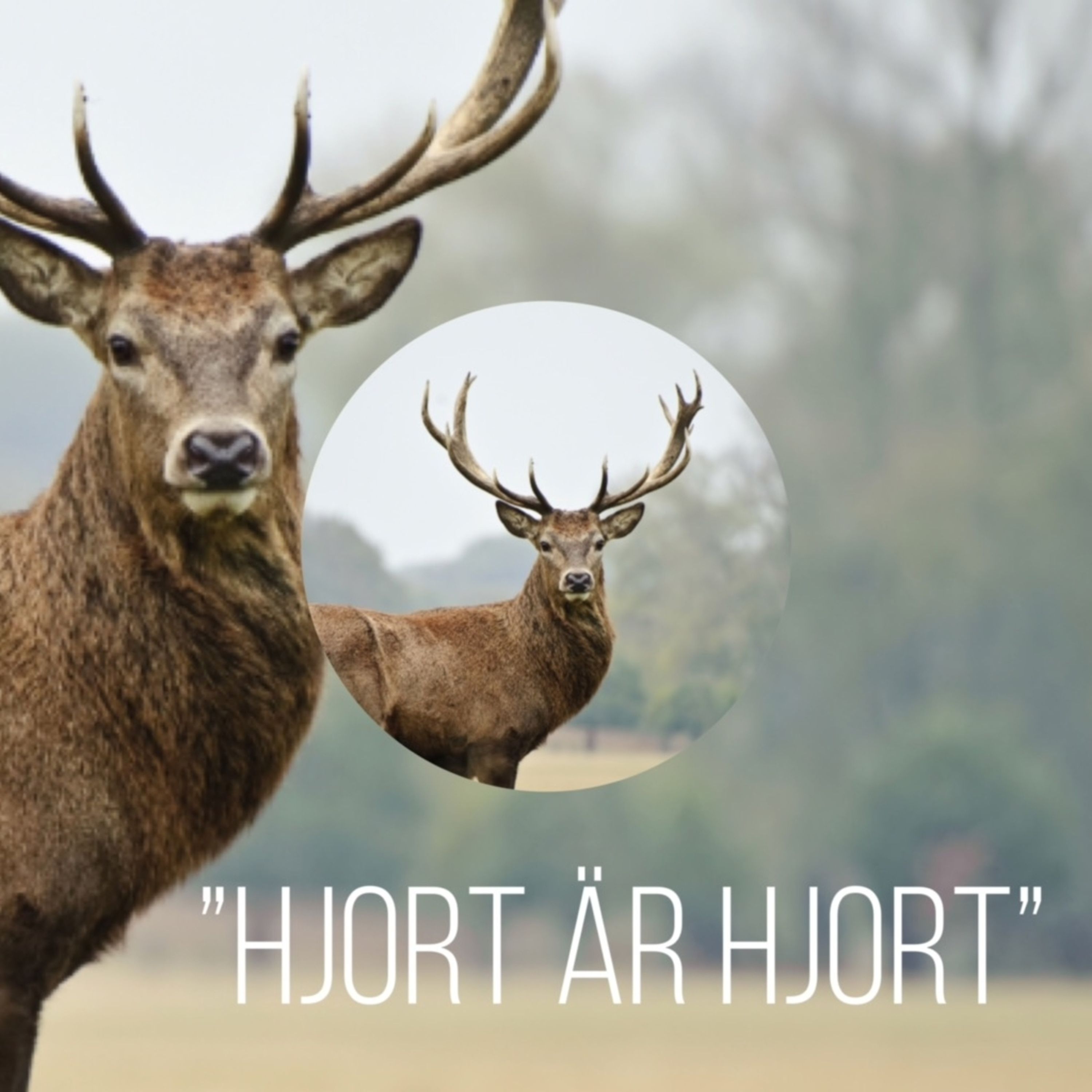 Hjort är Hjort episode artwork