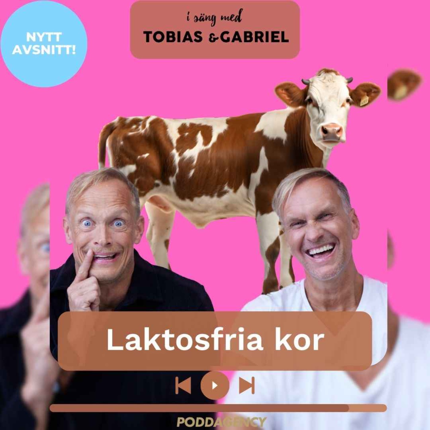 429. Laktosfria kor