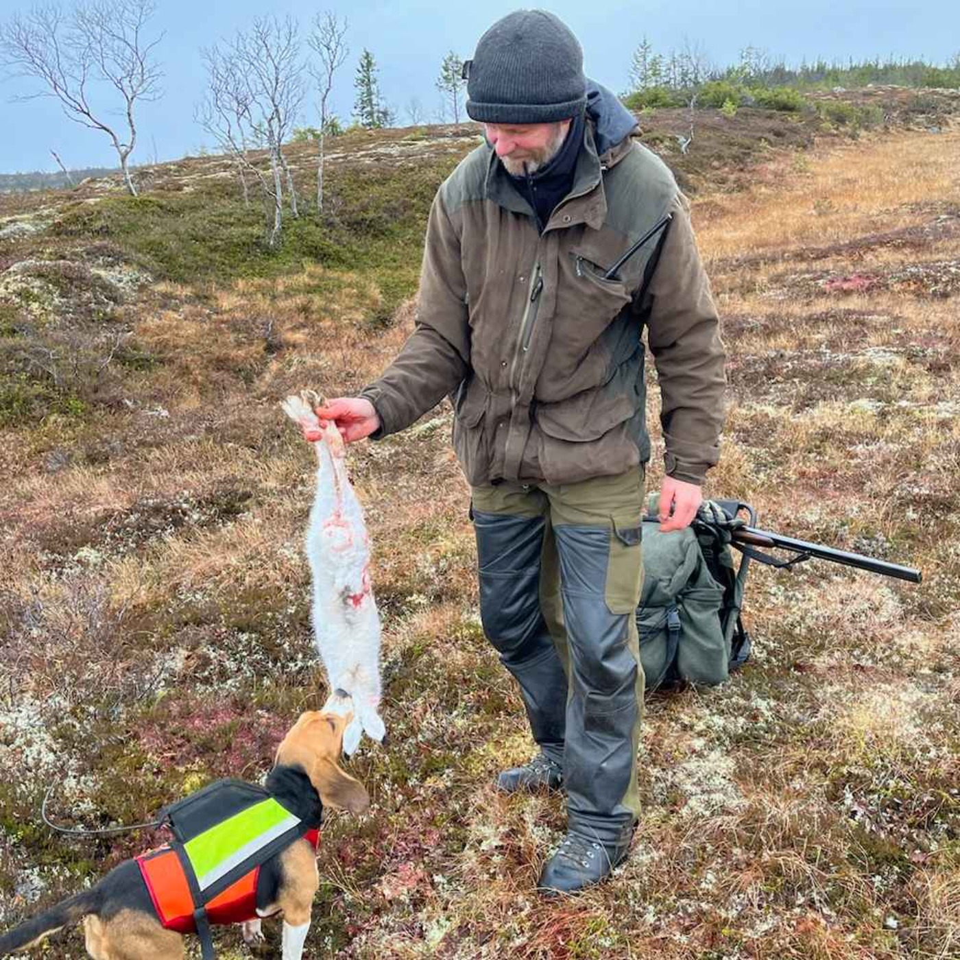 Beagle, harejakt, avel og jaktprøver med Nils T. Kjøsnes