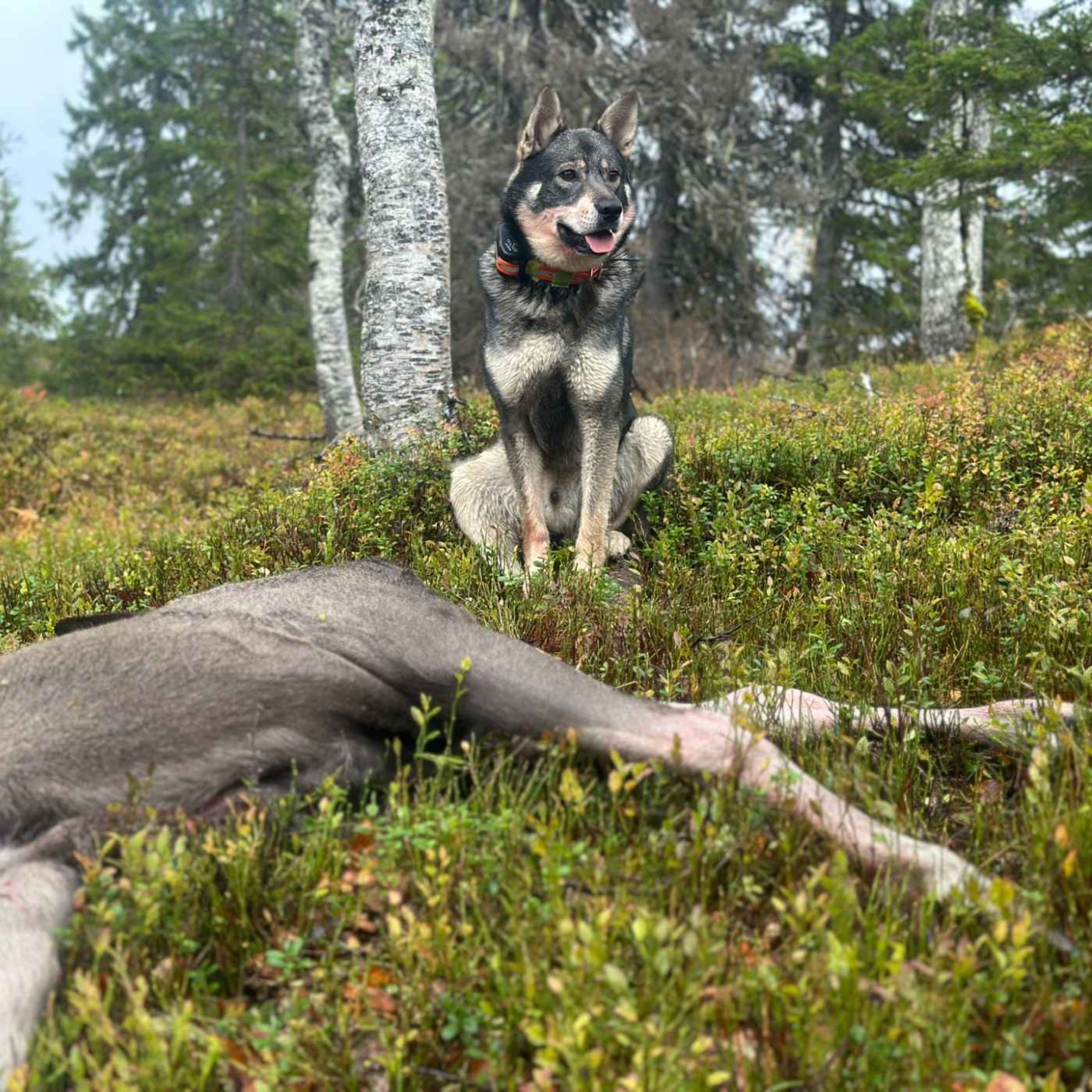 Elgjakt med Optimaljakt