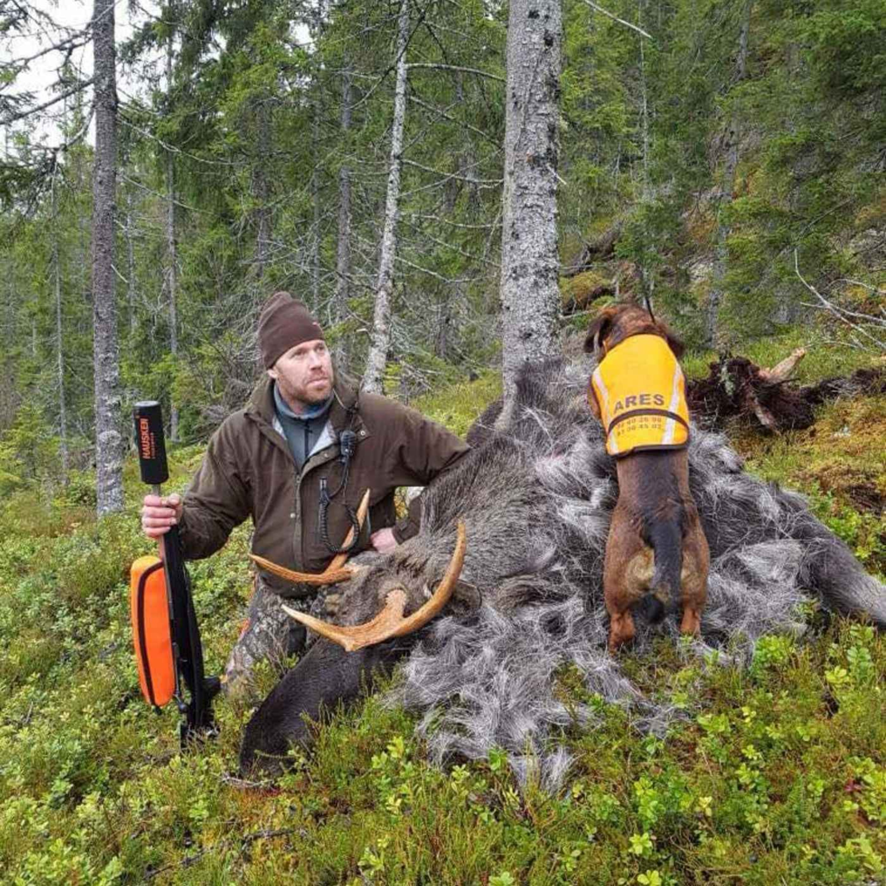 Jakt og Alpinsk dachsbracke med Gisle Rimolsrønning