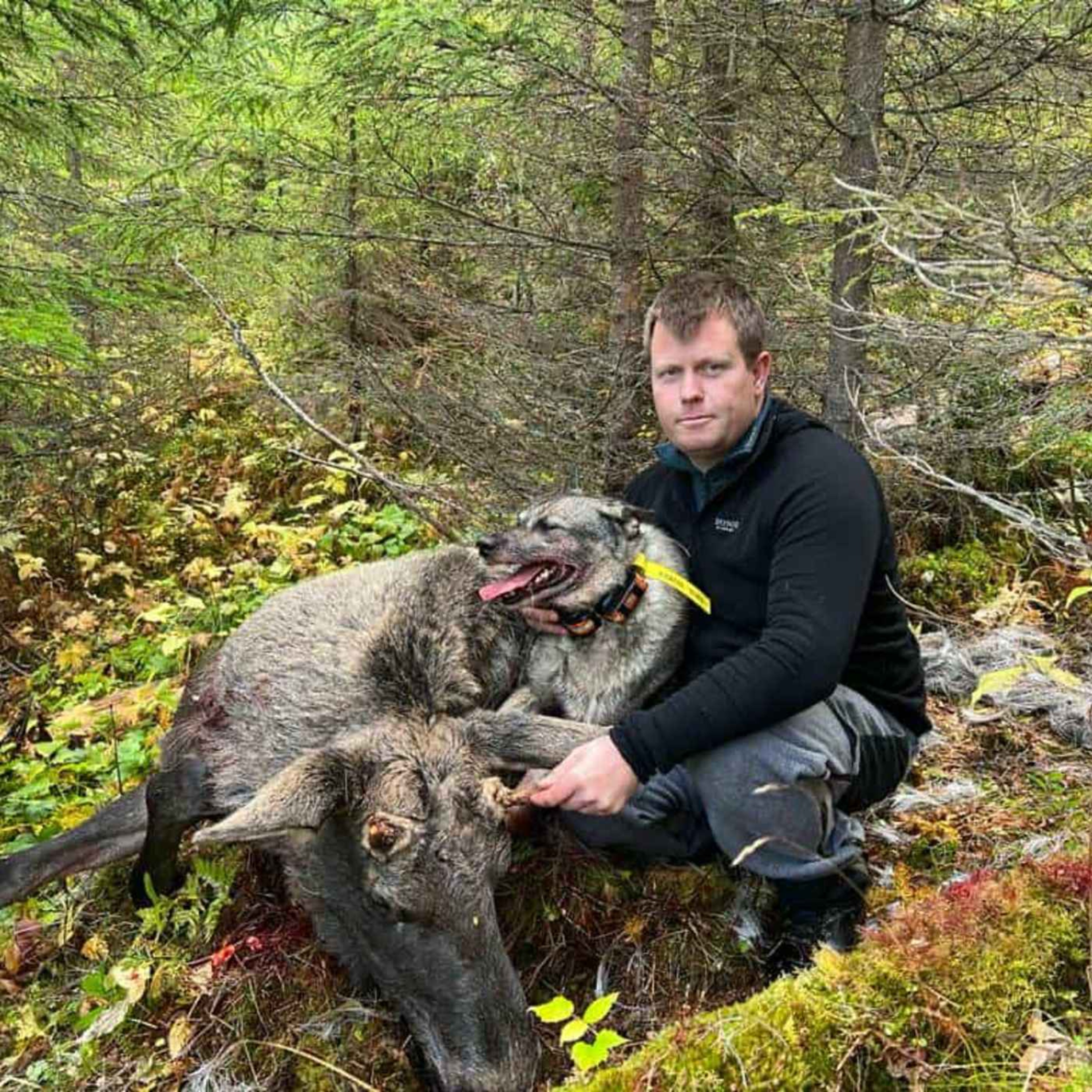 Løshundjakt på elg med Marius Olaussen