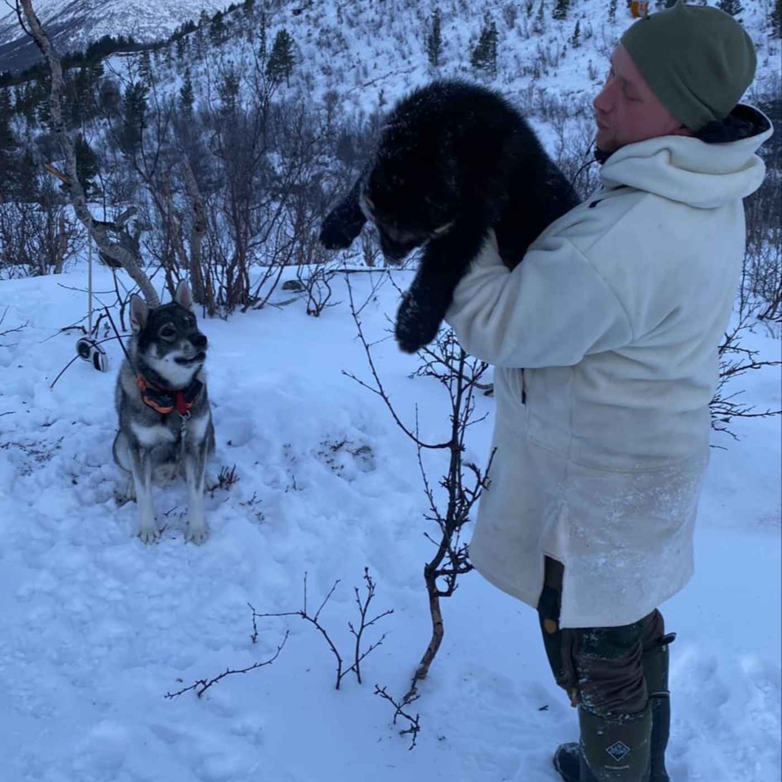 Rovvilt, hjortebrøl og våpenulykke med Harald Voldsund