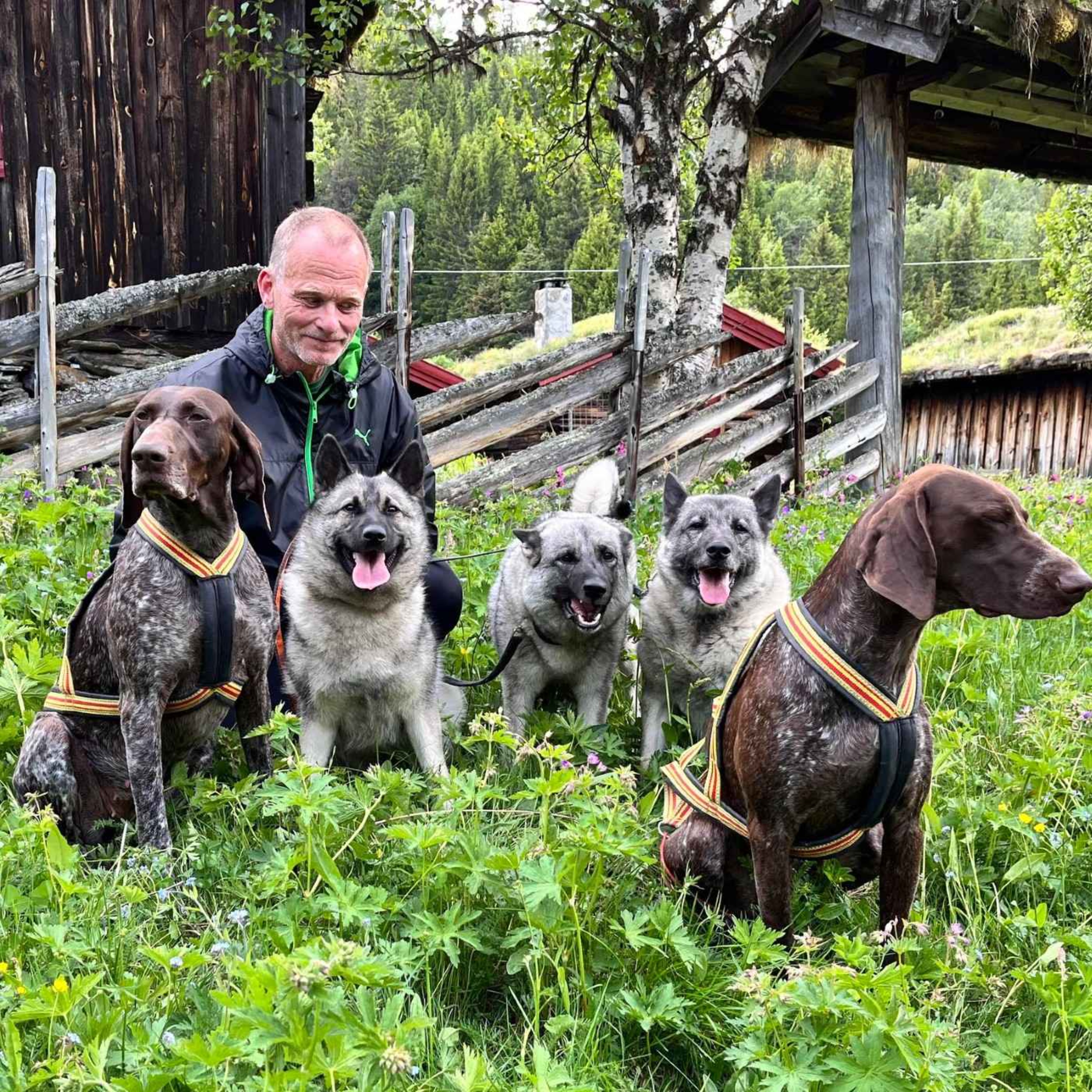 Jegerpodden Podcast: Løshund, bandhund og jaktprøveregler med Bjørn Grue Jegerpodden episode image