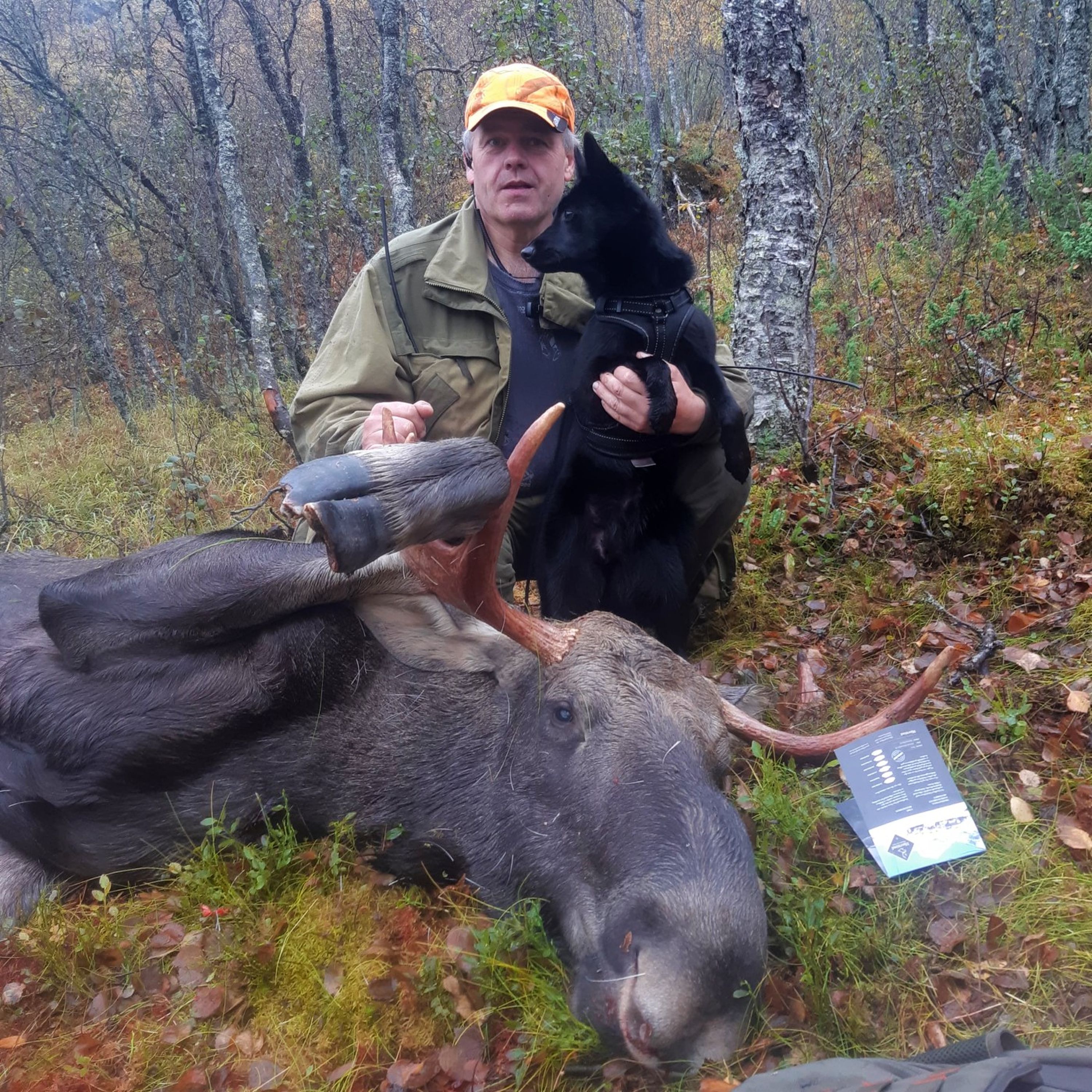 Norsk elghund sort, hundetrening og jaktprat med Helge Jakobsen