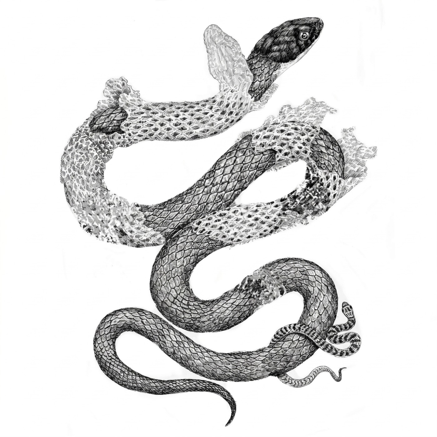 Stop Healing Your Inner Child and Shed Your Dead Trauma Skin