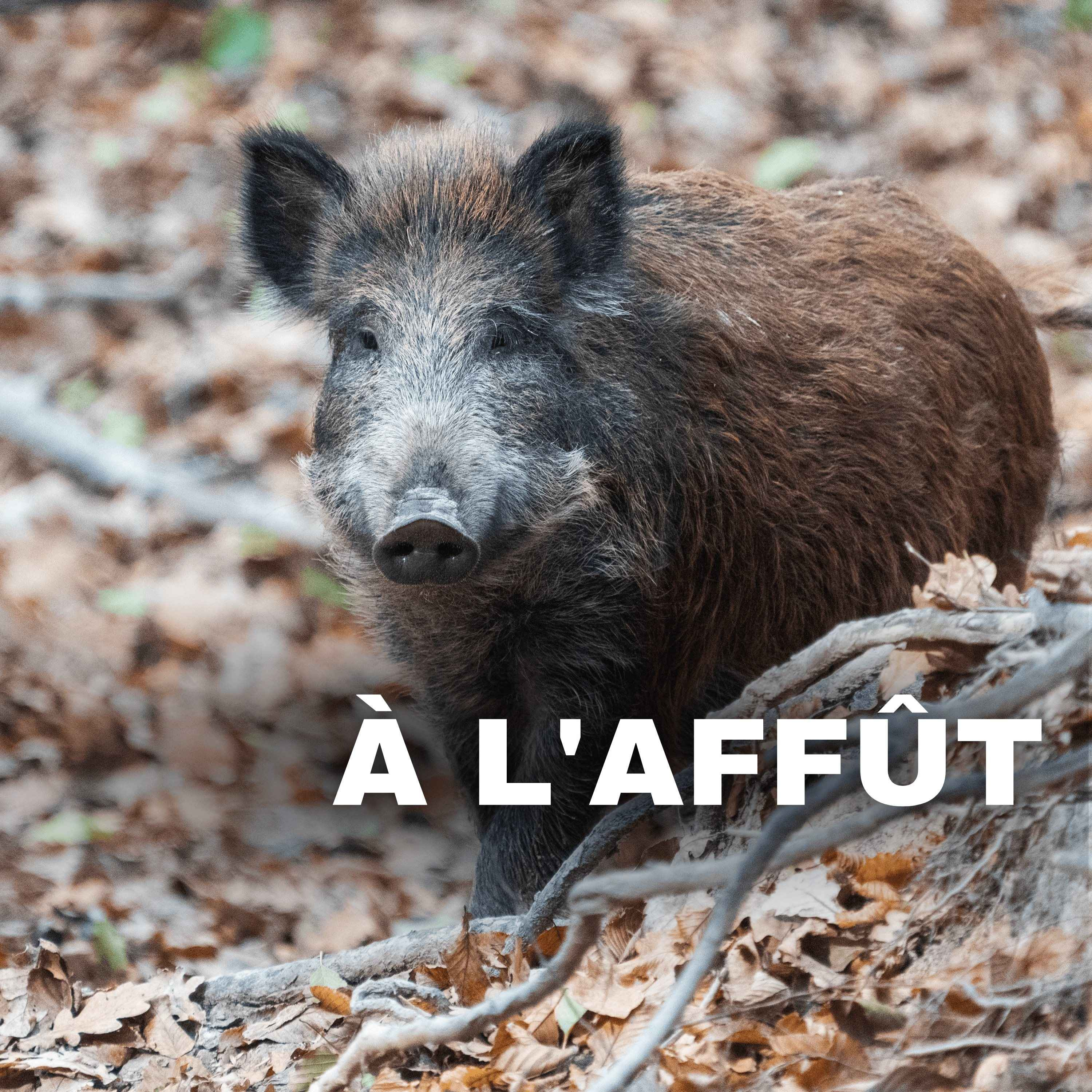 Surpopulation de sanglier : Comment en est-on arrivé là ?